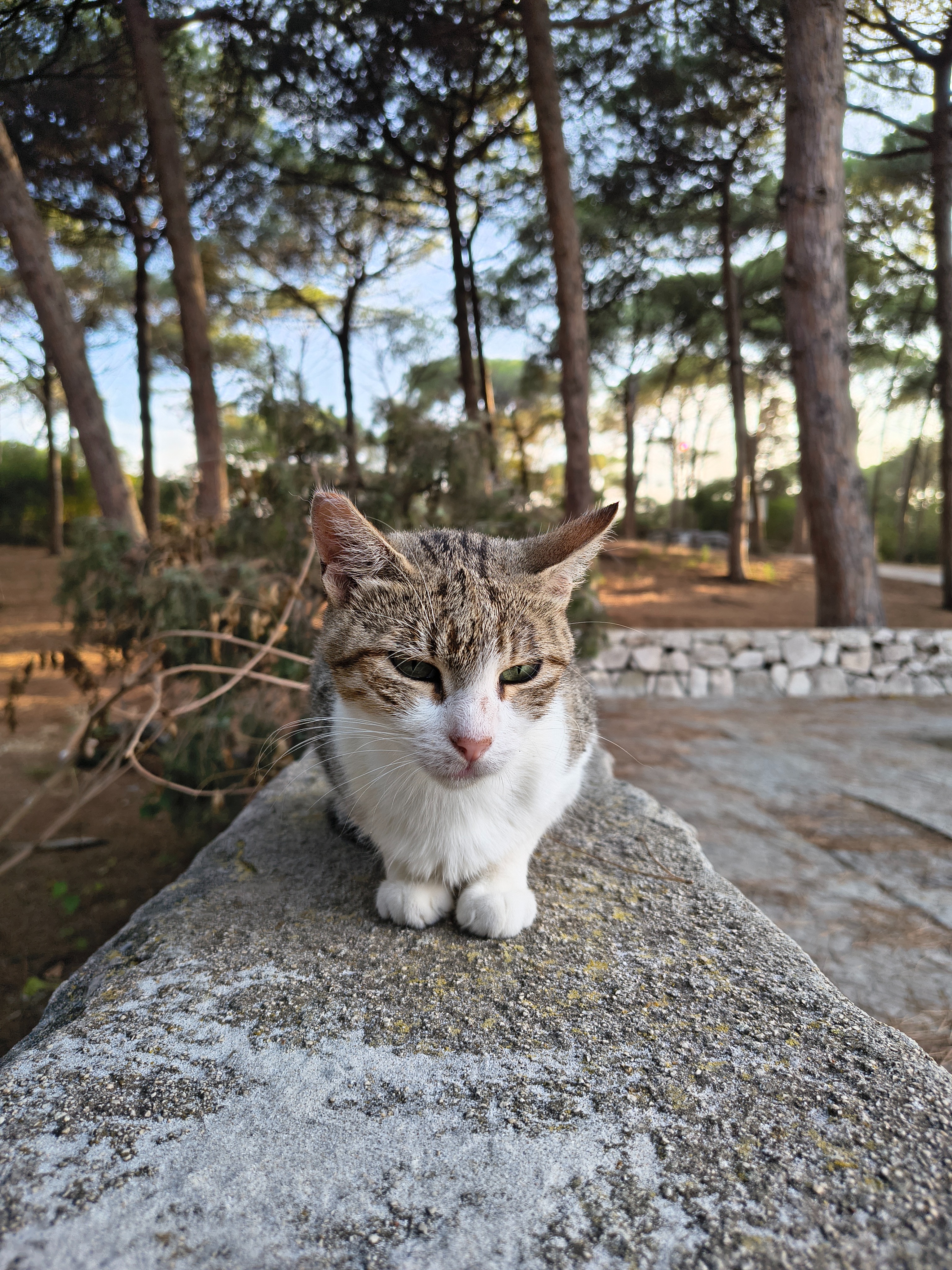Colonie feline di Alghero campaign photo, 6 of 8
