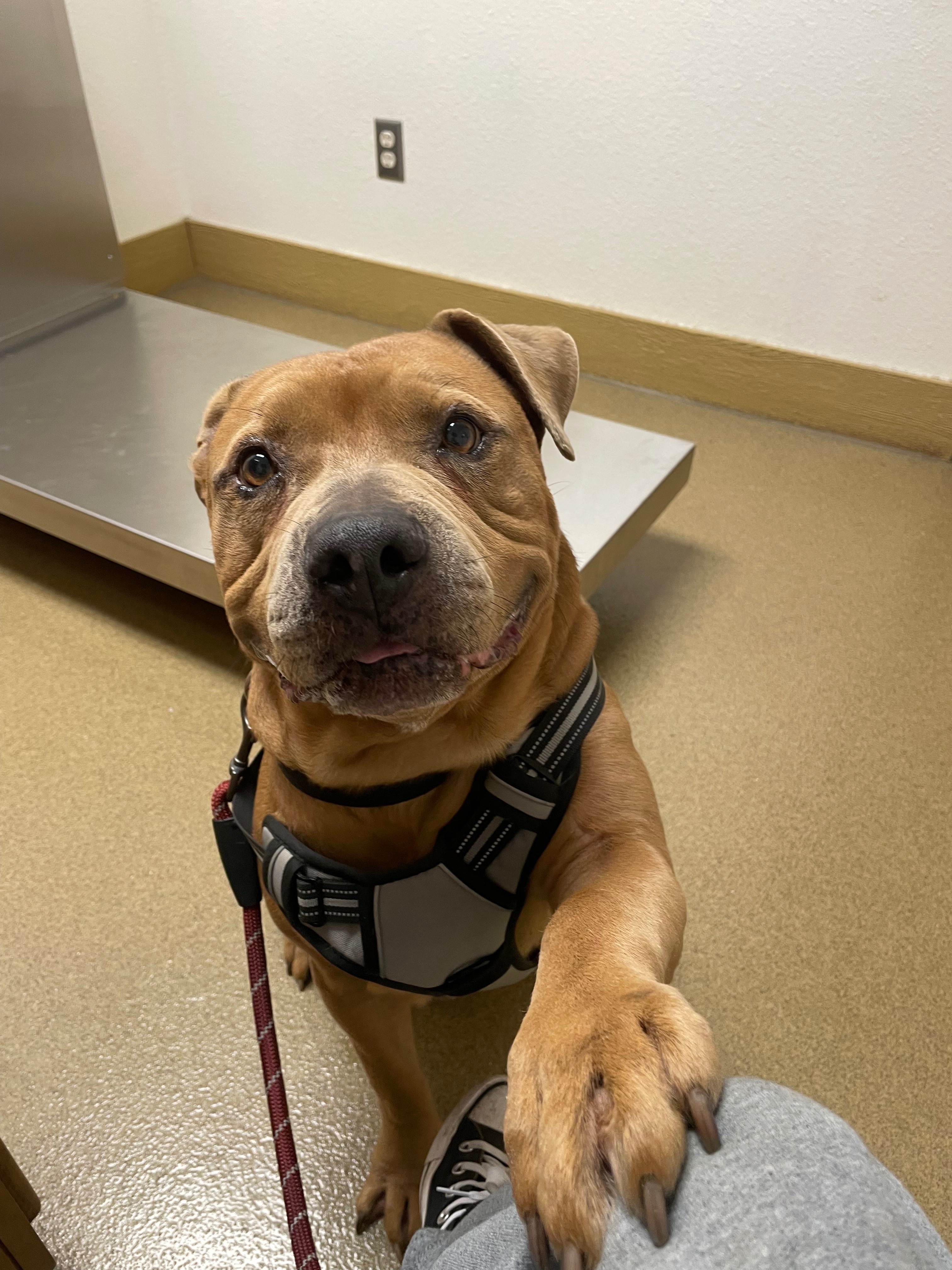 Help Ace Beat Heartworms: Urgent Treatment Needed campaign photo, 2 of 8