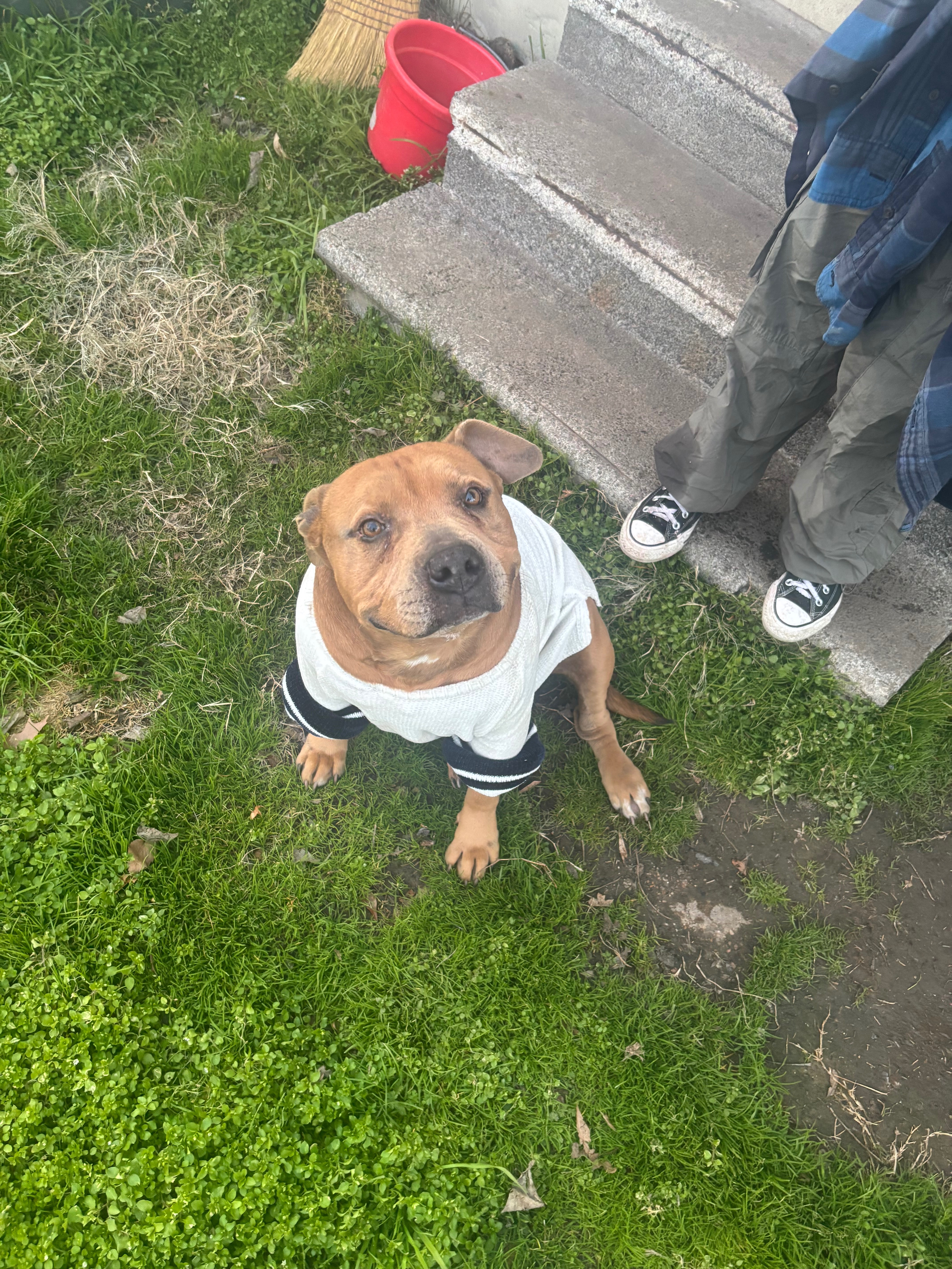 Help Ace Beat Heartworms: Urgent Treatment Needed campaign photo, 4 of 8