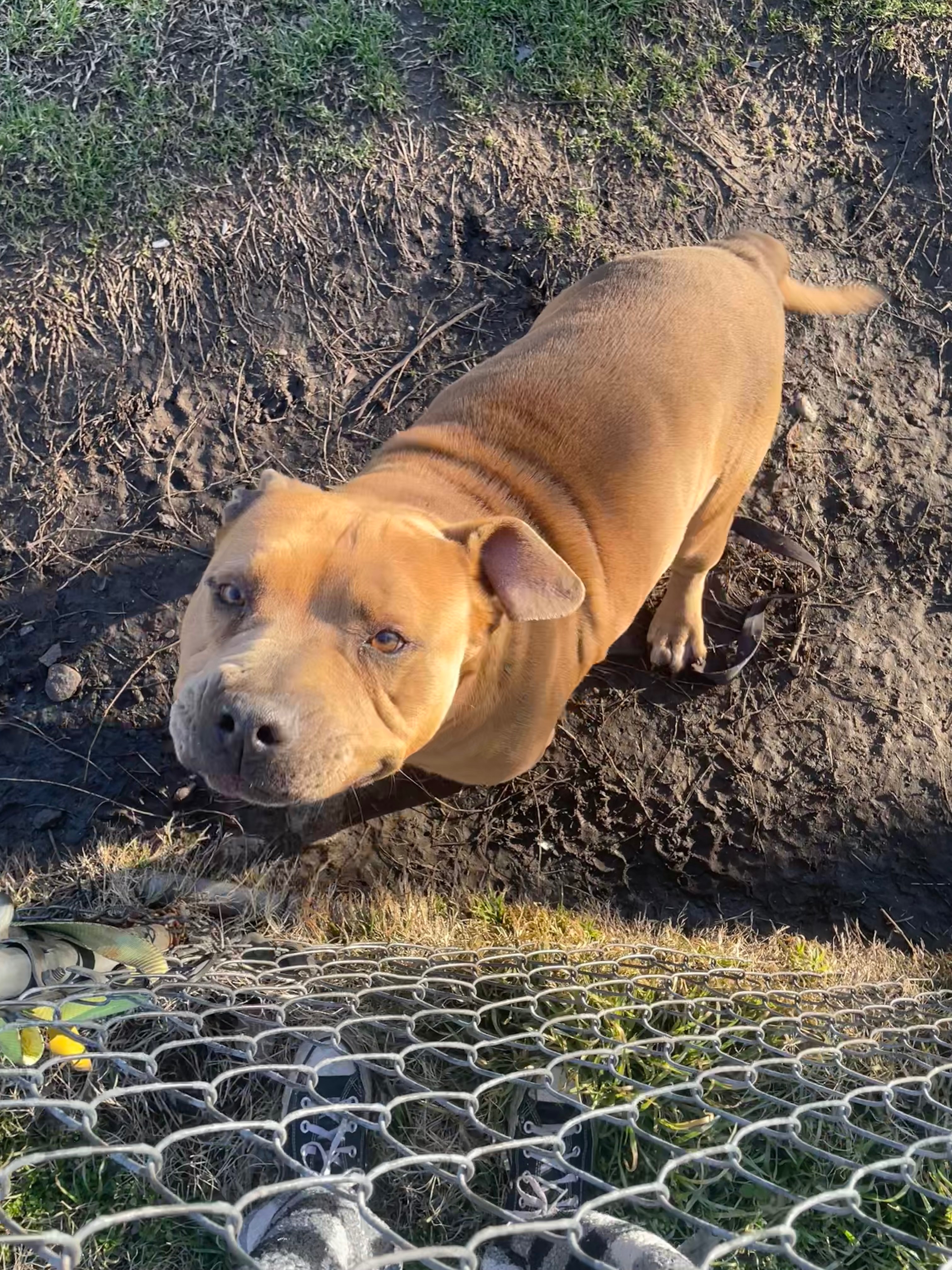 Help Ace Beat Heartworms: Urgent Treatment Needed campaign photo, 6 of 8