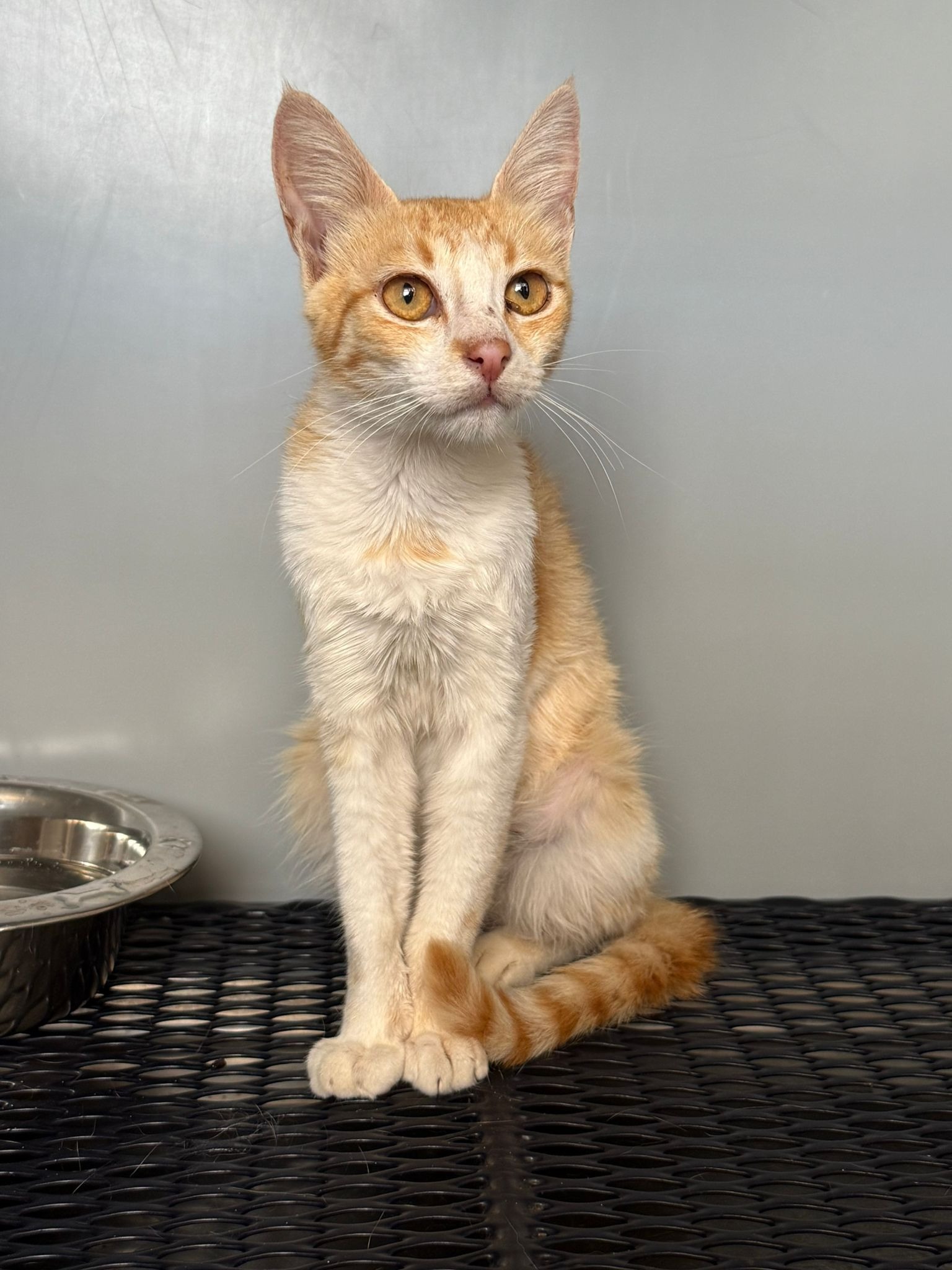 User-uploaded image 1