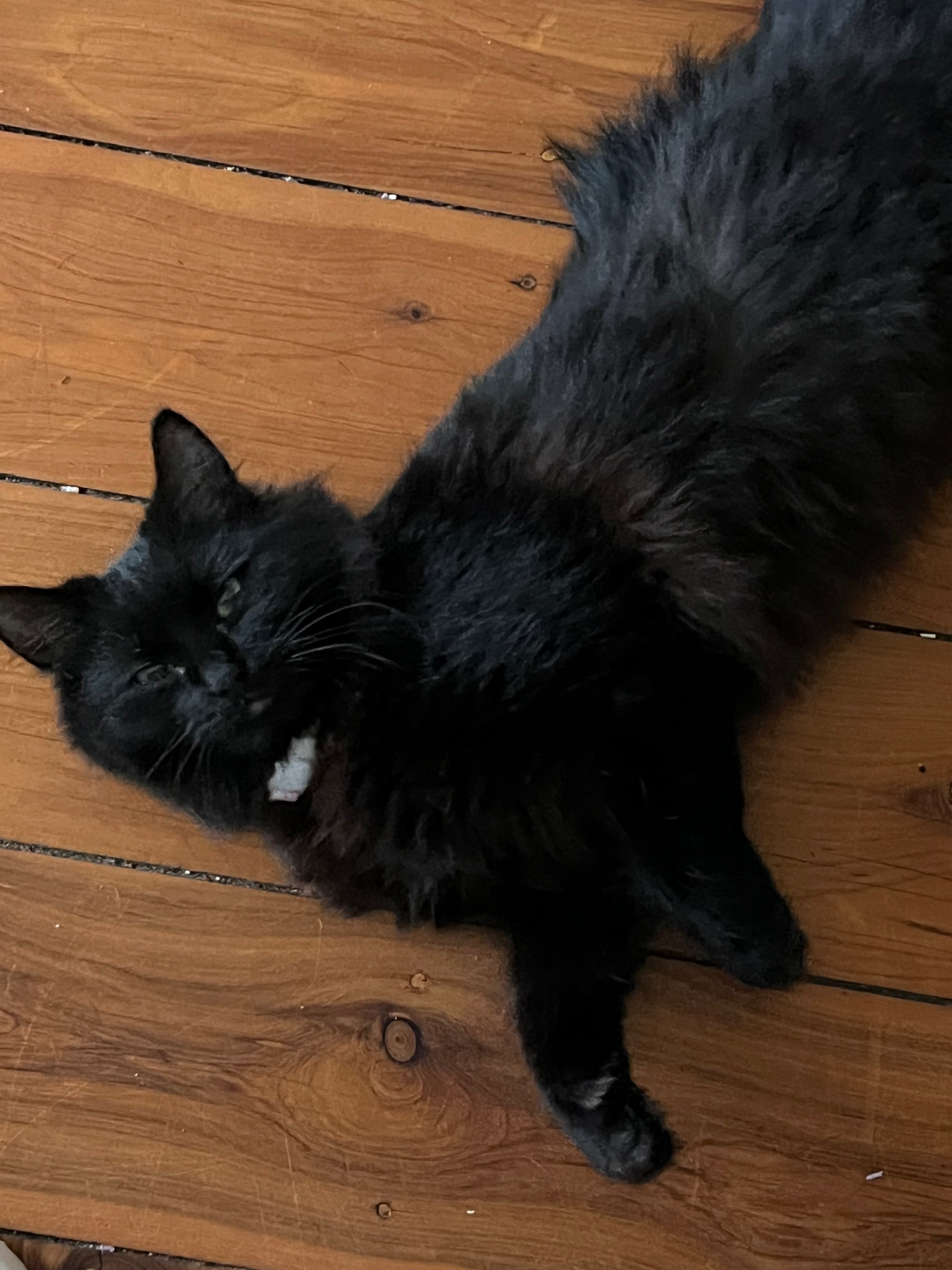 Help enya, UPDATED CONDITION campaign photo, 2 of 7