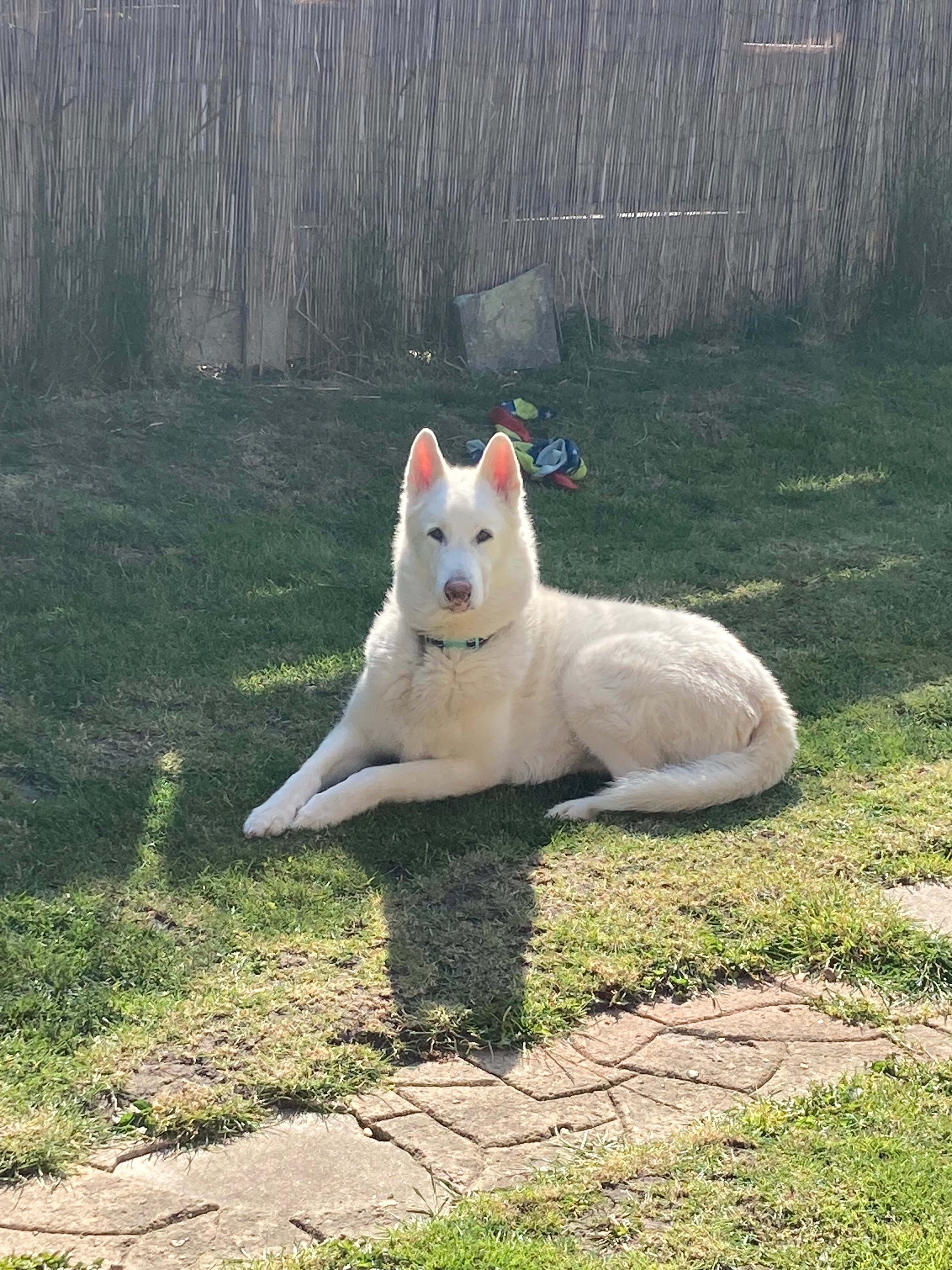 Help Juke Walk Again, my white wolf needs you campaign photo, 4 of 5