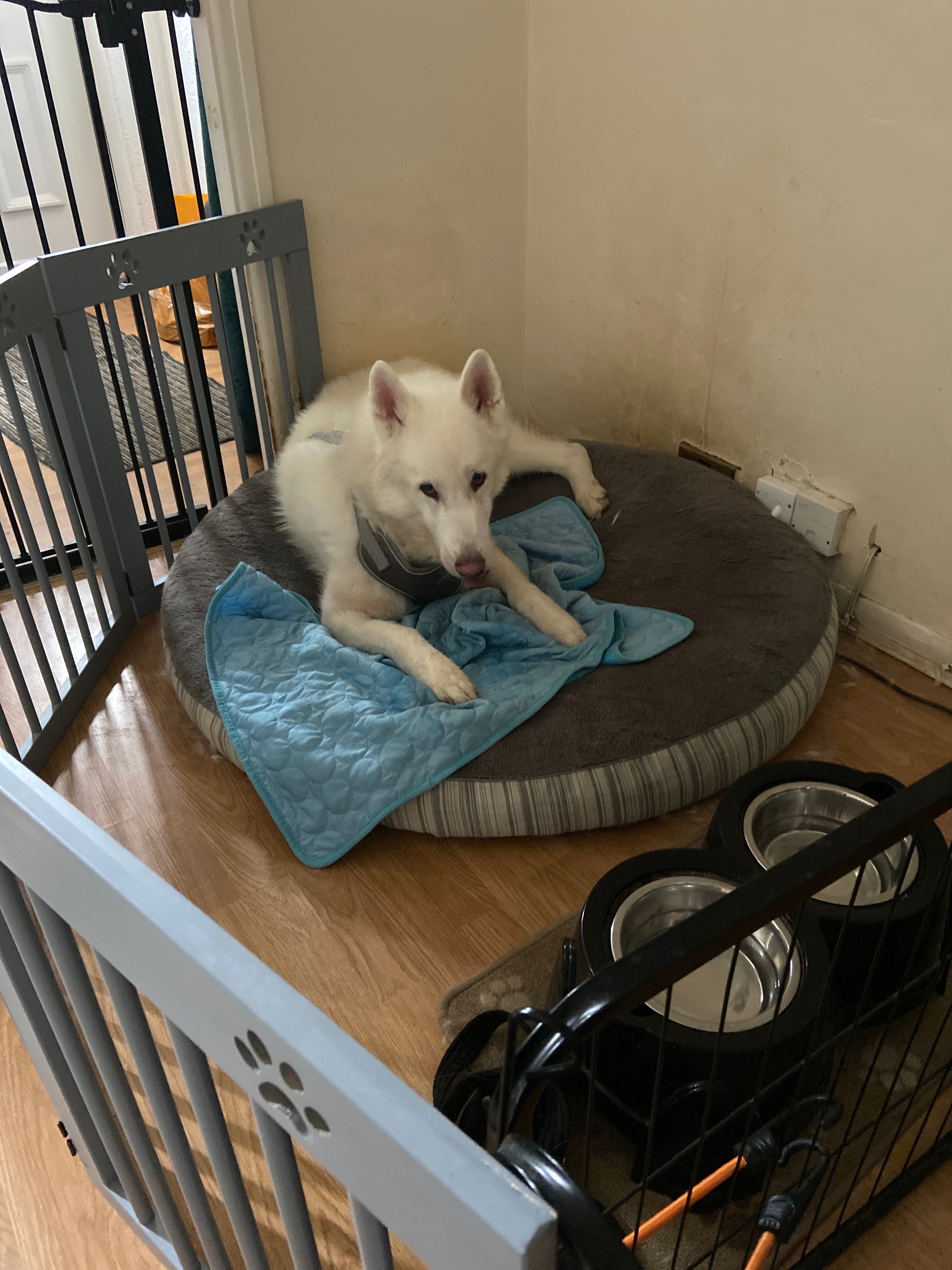 Help Juke Walk Again, my white wolf needs you campaign photo, 2 of 5
