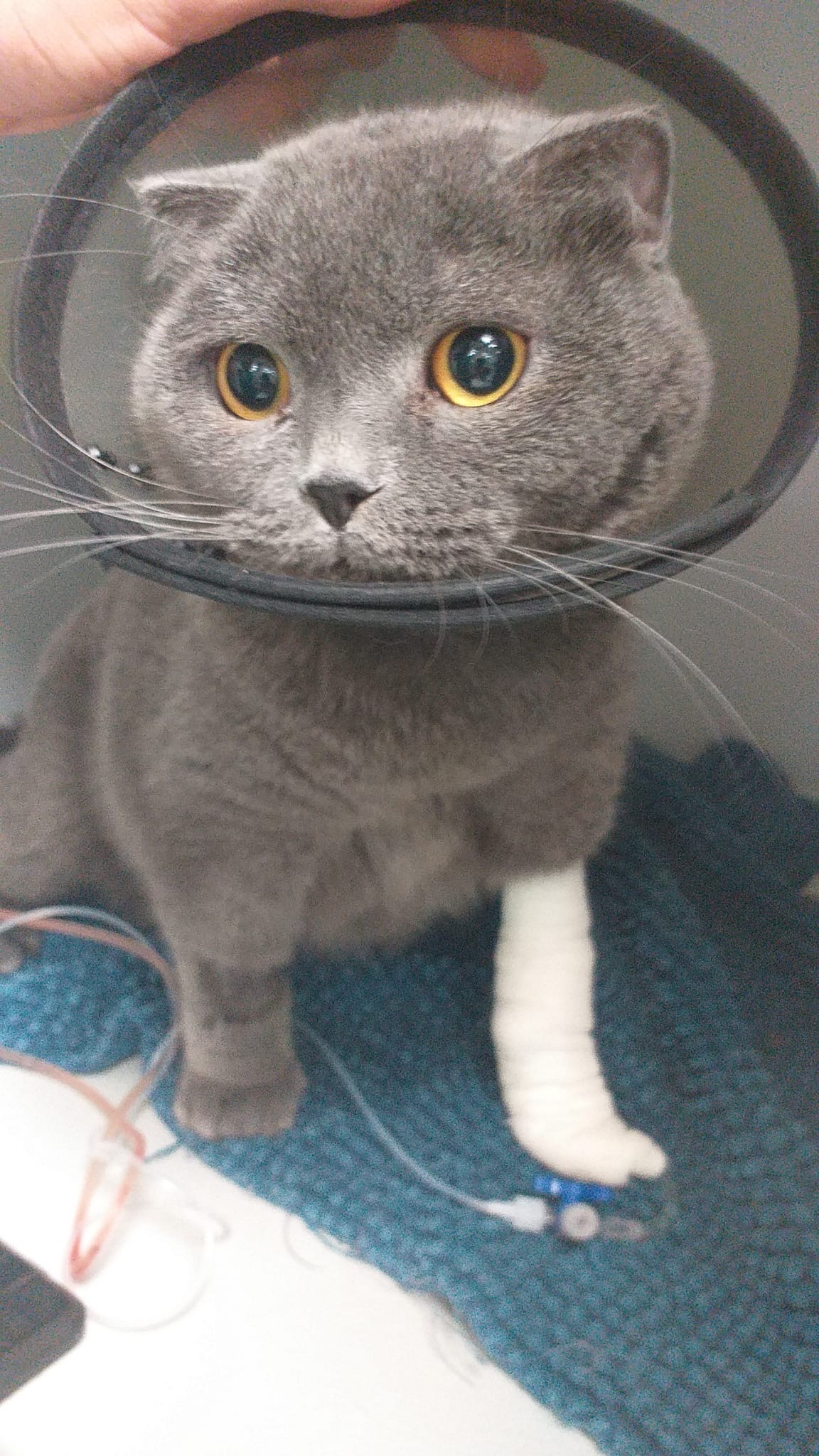 Help Bowbow Get the Care He Needs campaign photo, 2 of 5