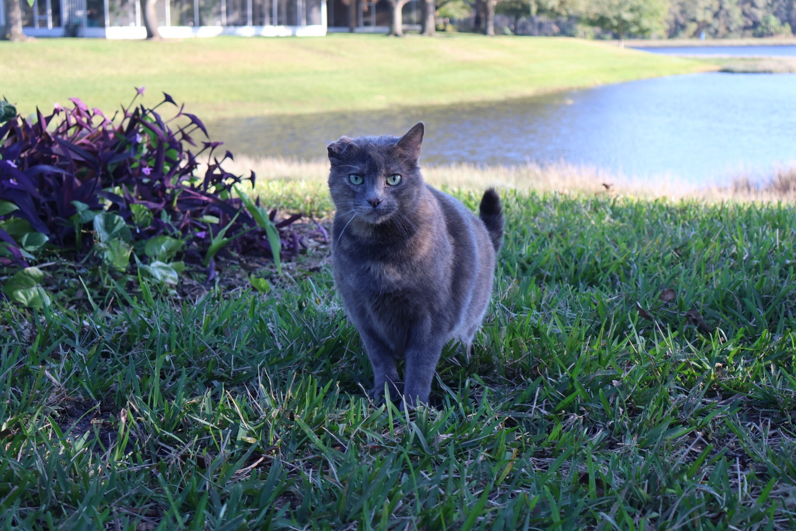 Help Save Doctor: Urgent Vet Care Needed campaign photo, 6 of 7