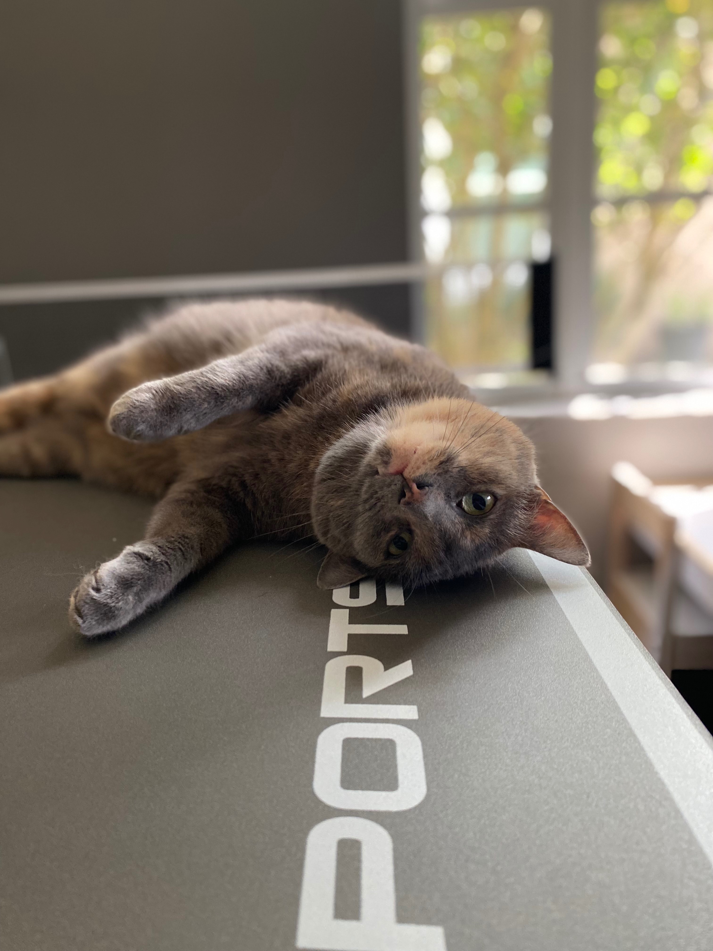 Help Save Doctor: Urgent Vet Care Needed campaign photo, 4 of 7