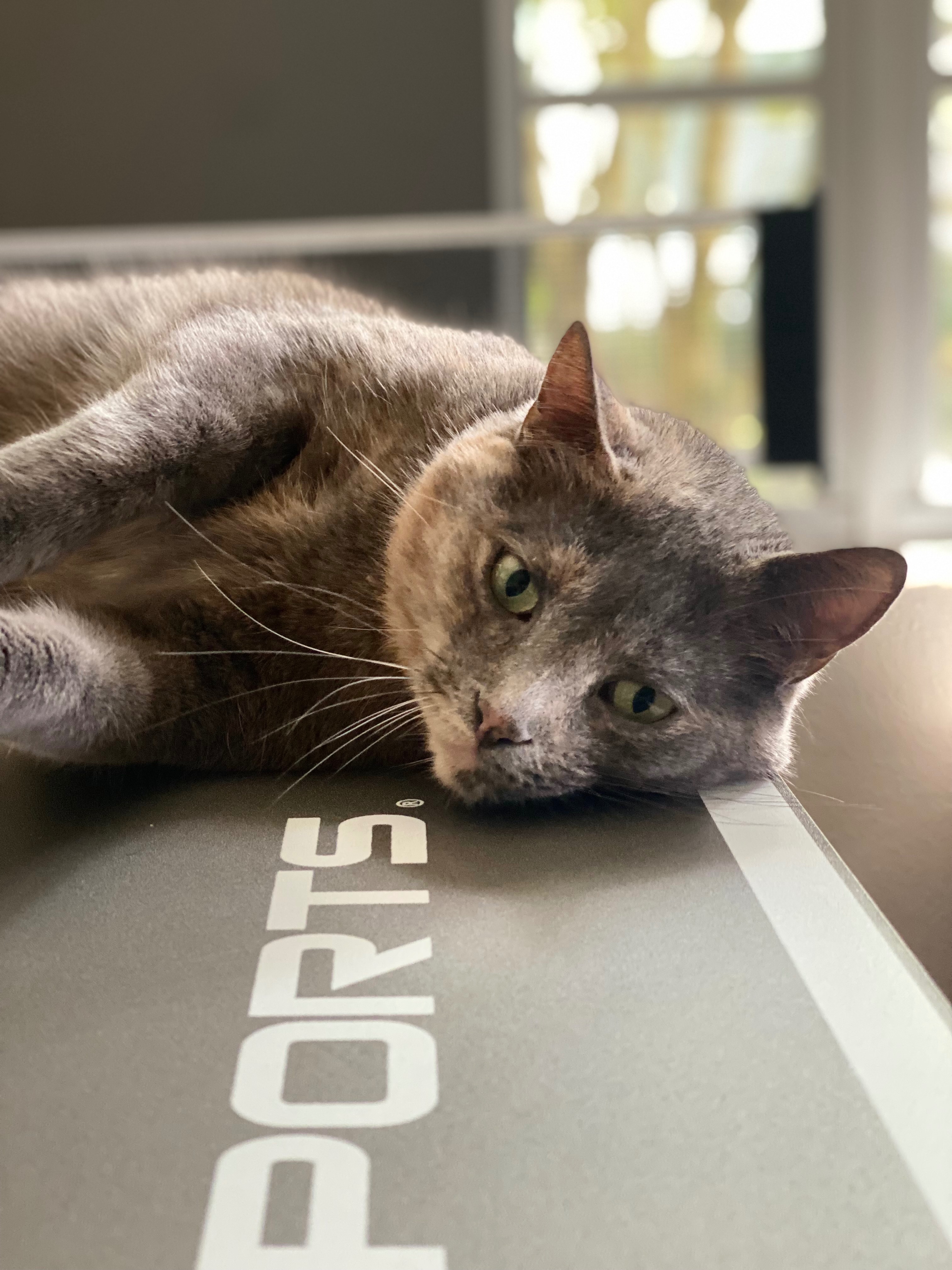 Help Save Doctor: Urgent Vet Care Needed campaign photo, 5 of 7