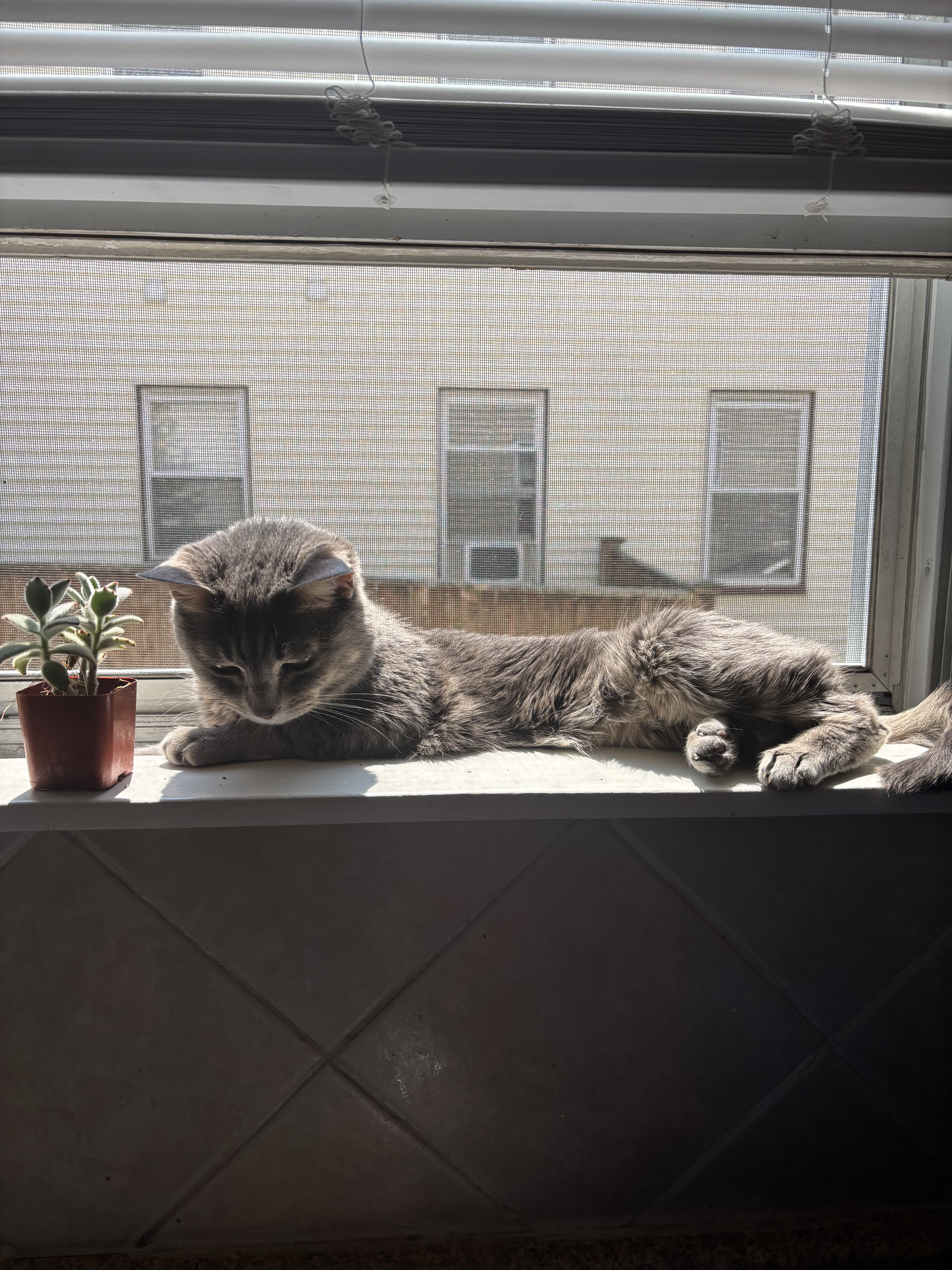 Help Belle Get Life-Saving Surgery campaign photo, 4 of 4