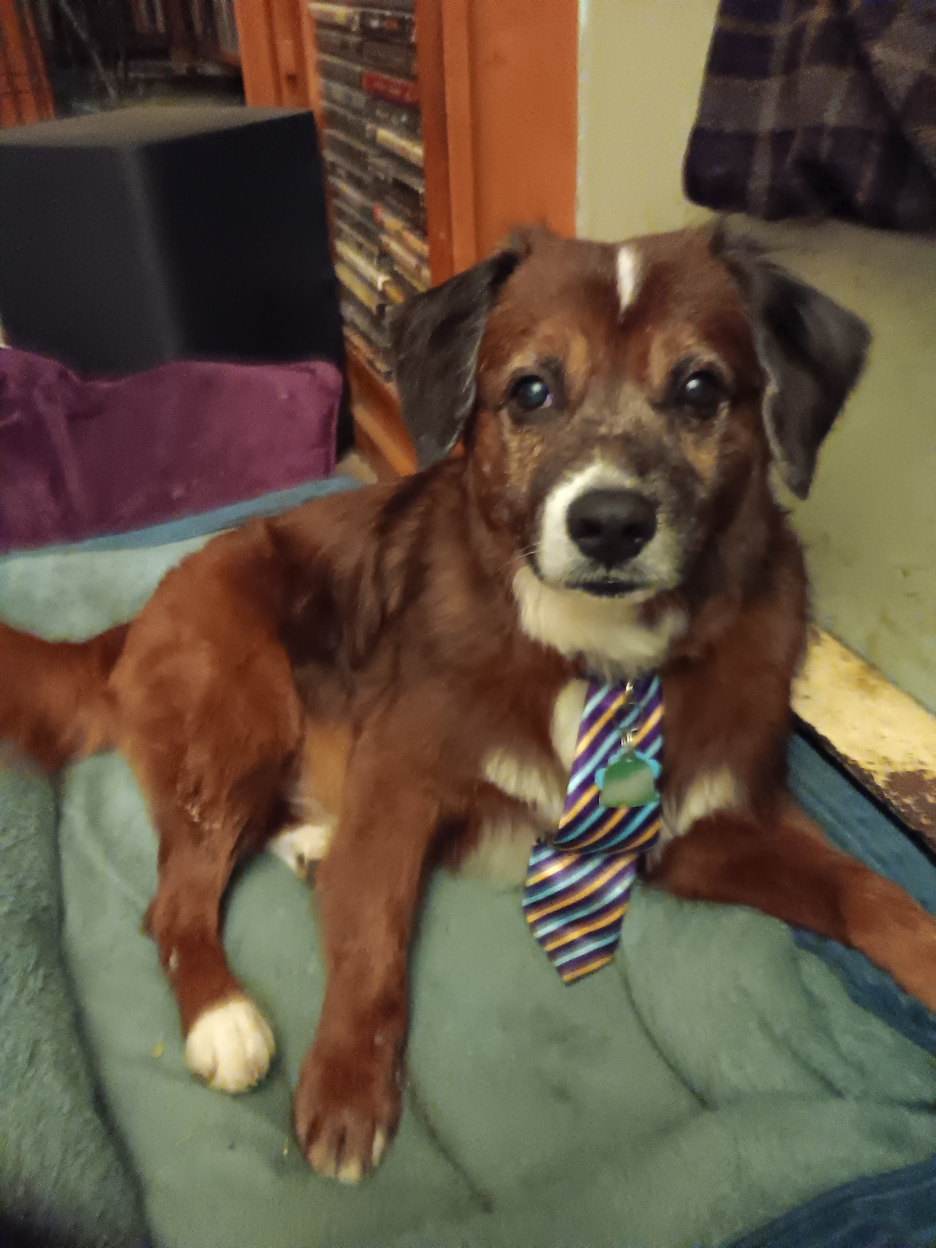 Help Tanner Get Life-Saving Surgery campaign photo, 2 of 6
