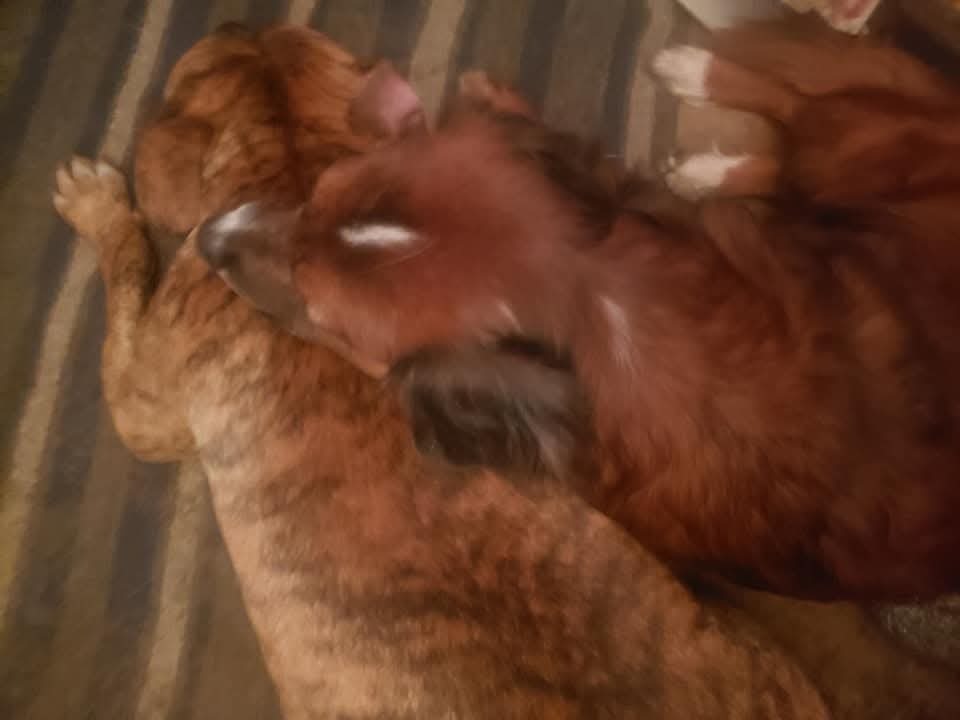 Help Tanner Get Life-Saving Surgery campaign photo, 4 of 6