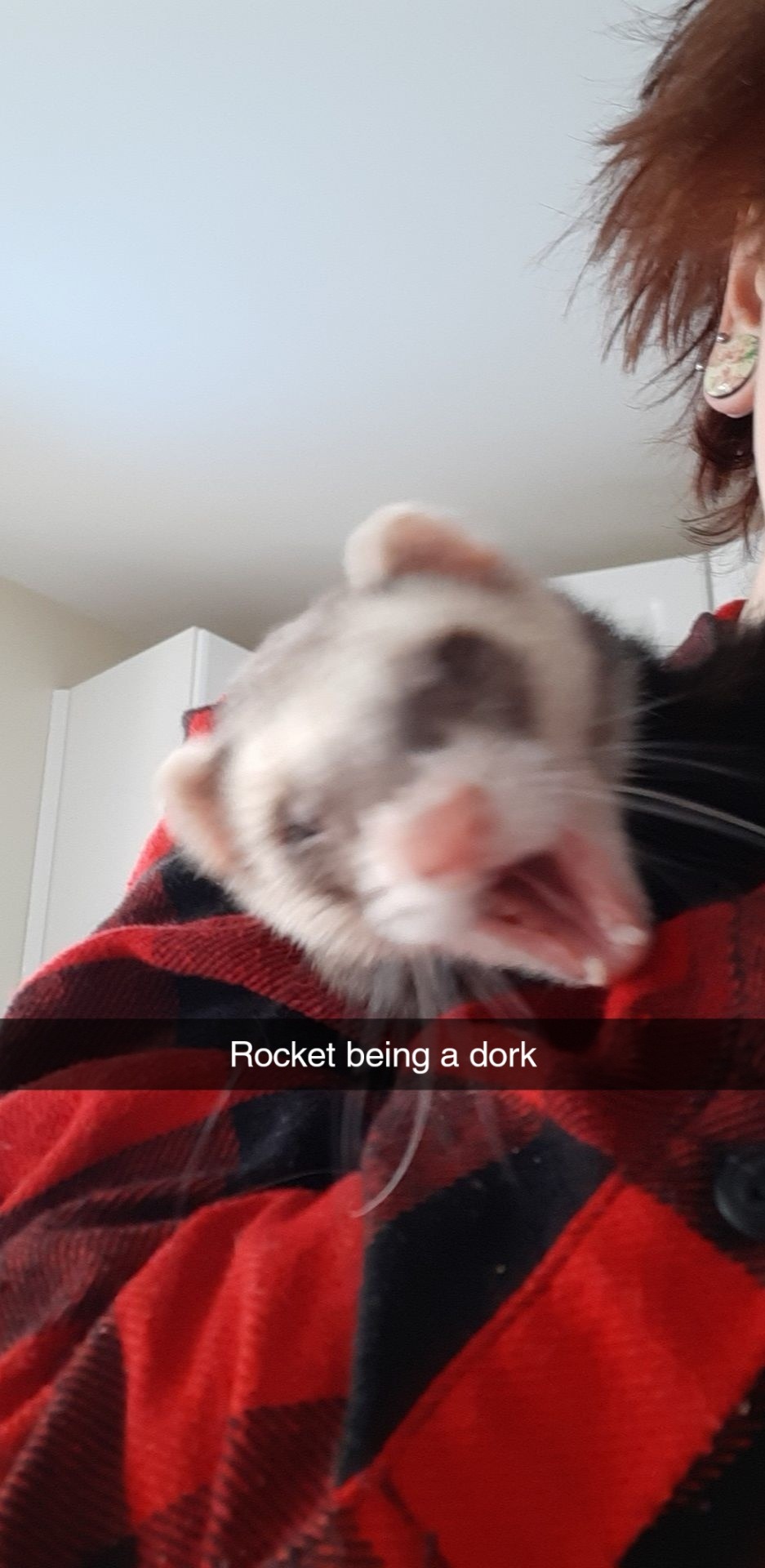 Help get Rocket to the Vet campaign photo, 4 of 5