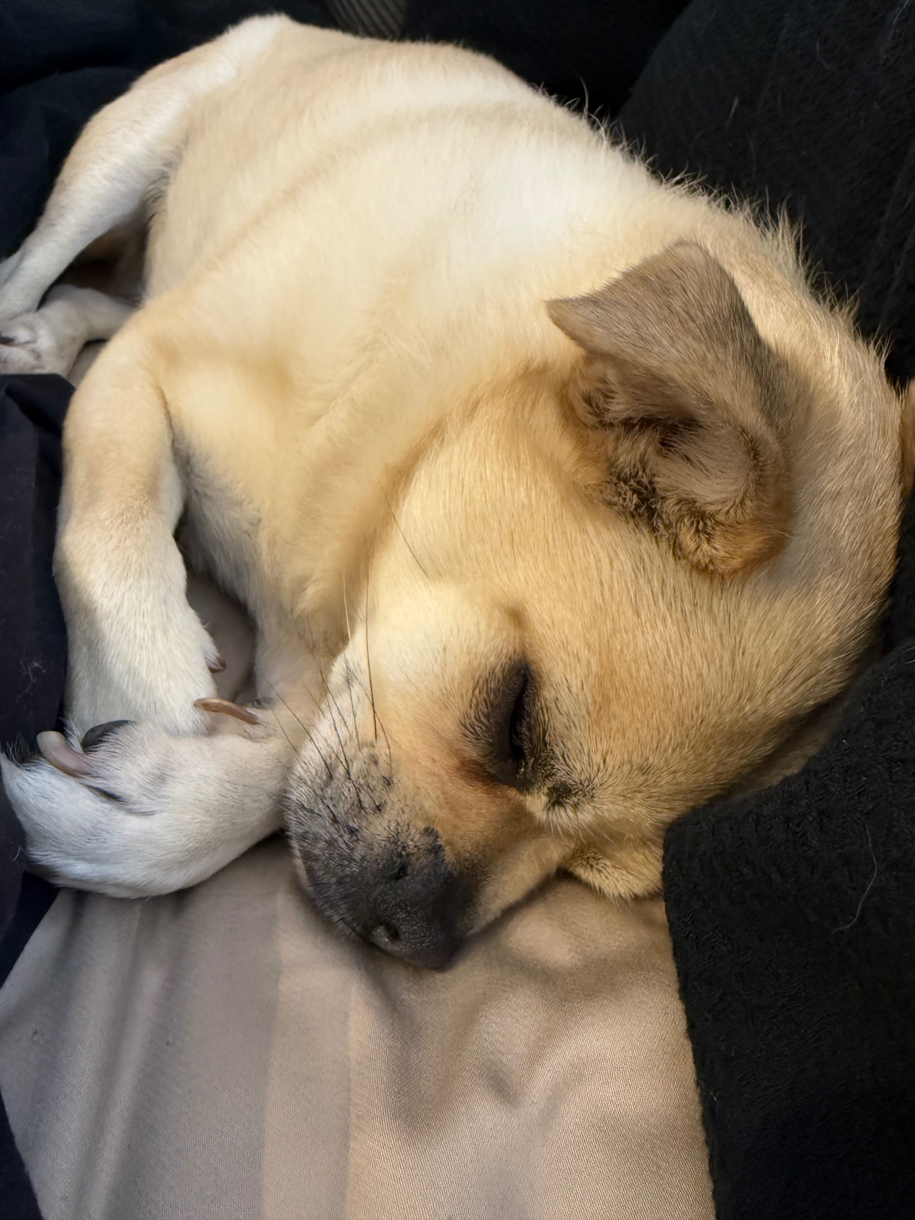 Help Spencer Get the Vet Care He Needs campaign photo, 4 of 7