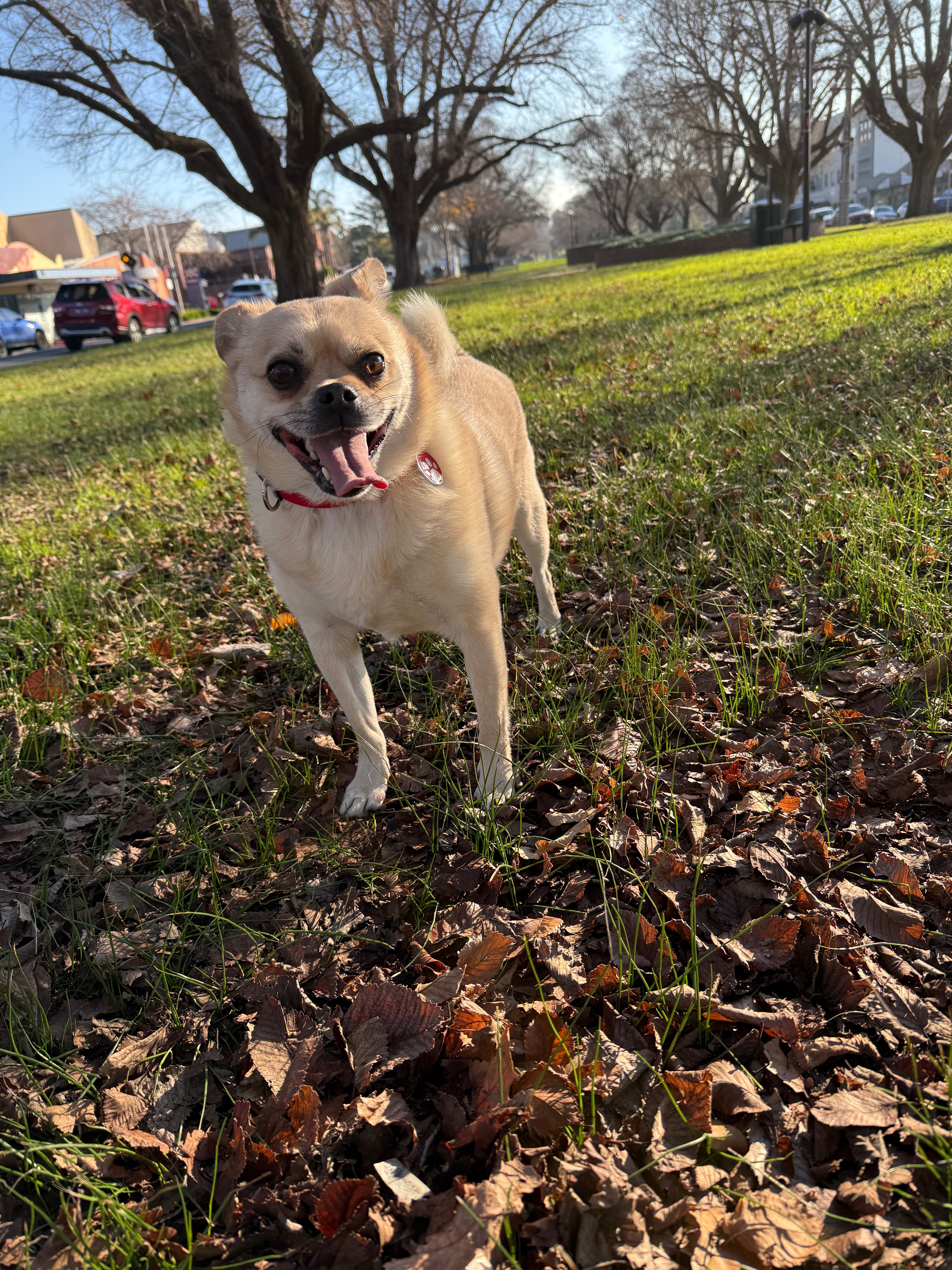 Help Spencer Get the Vet Care He Needs campaign photo, 5 of 7