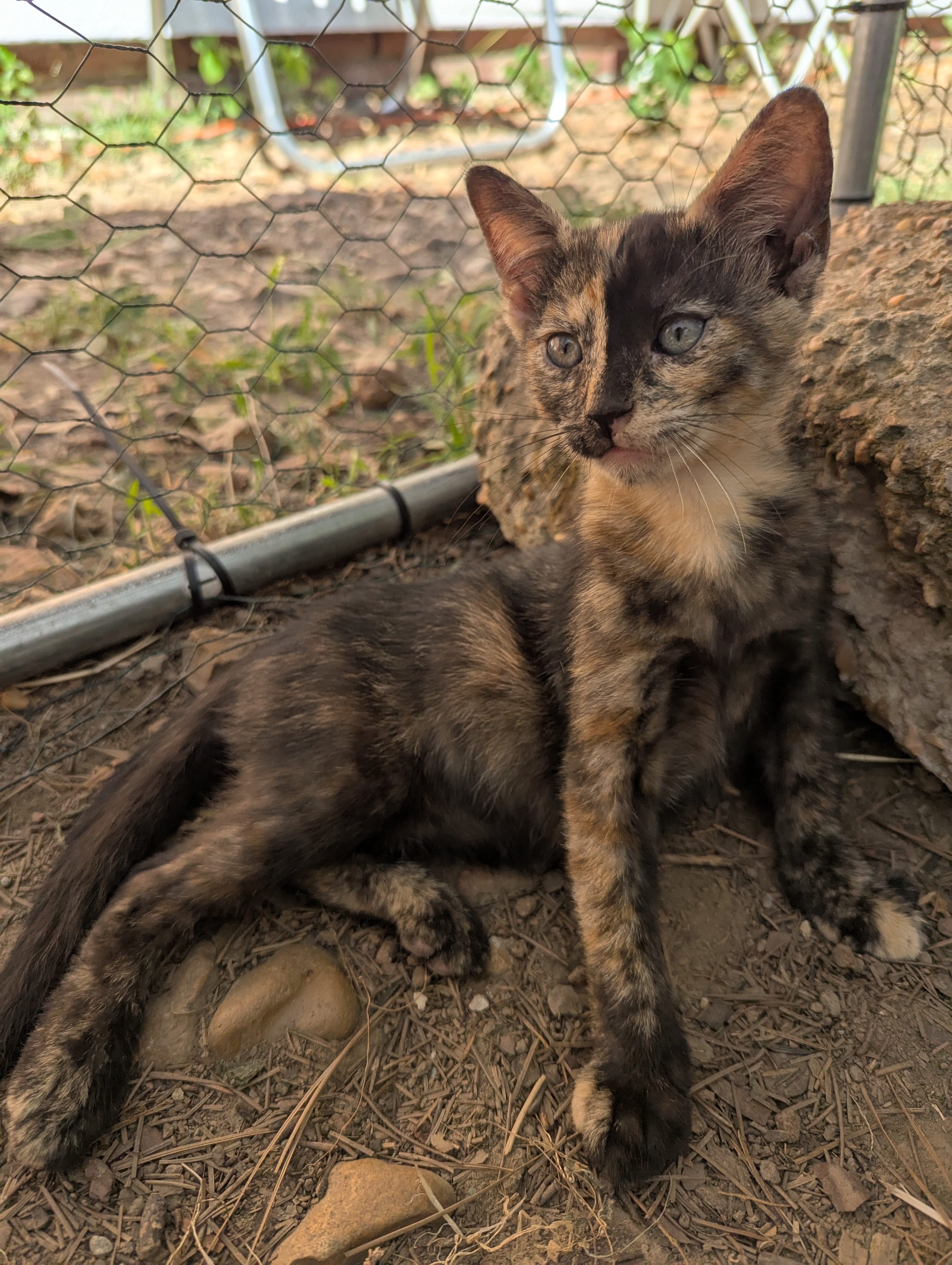 Help Spay Mama Cat and Her Kittens campaign photo, 2 of 8