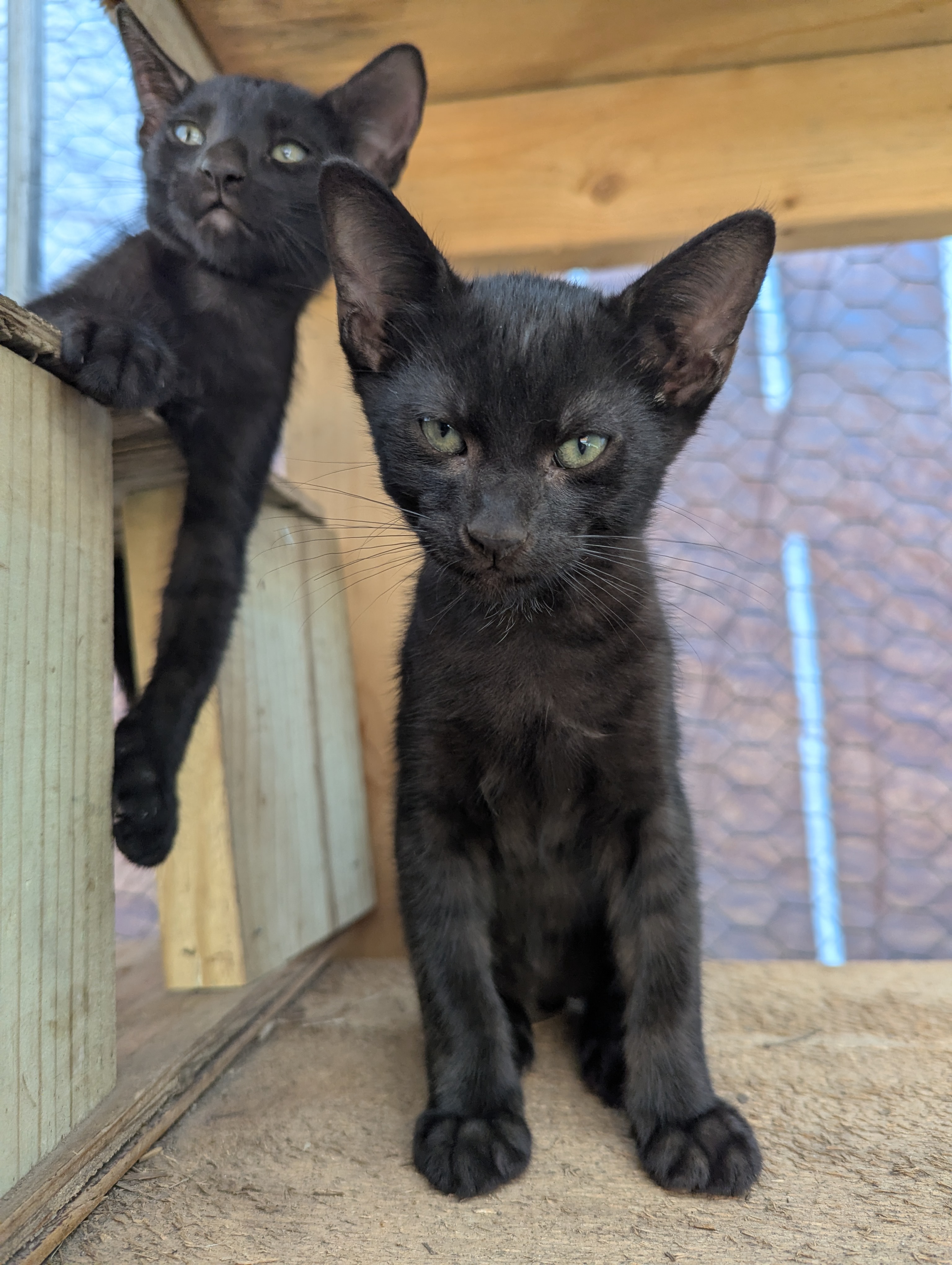 Help Spay Mama Cat and Her Kittens campaign photo, 5 of 8