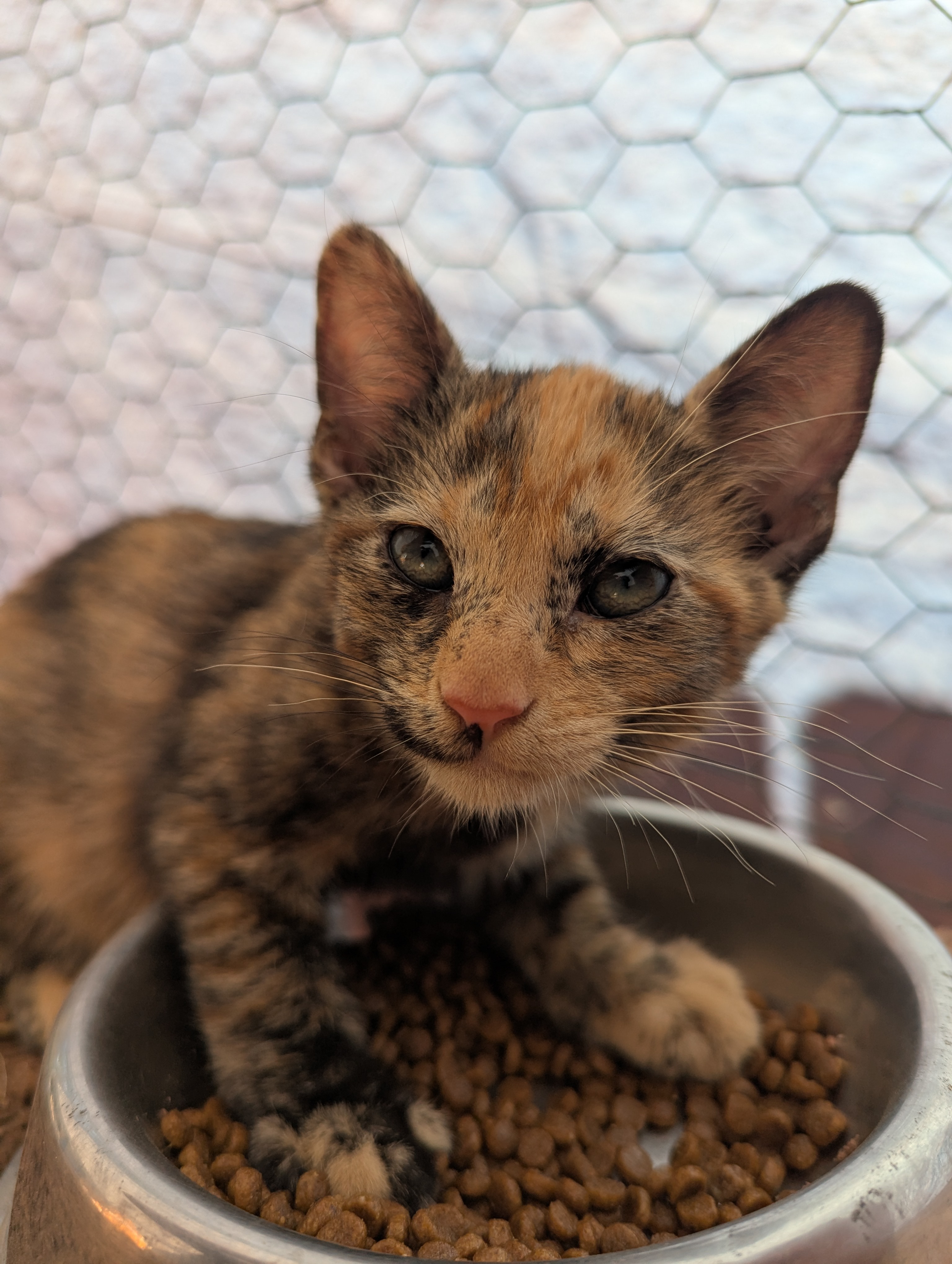 Help Spay Mama Cat and Her Kittens campaign photo, 6 of 8