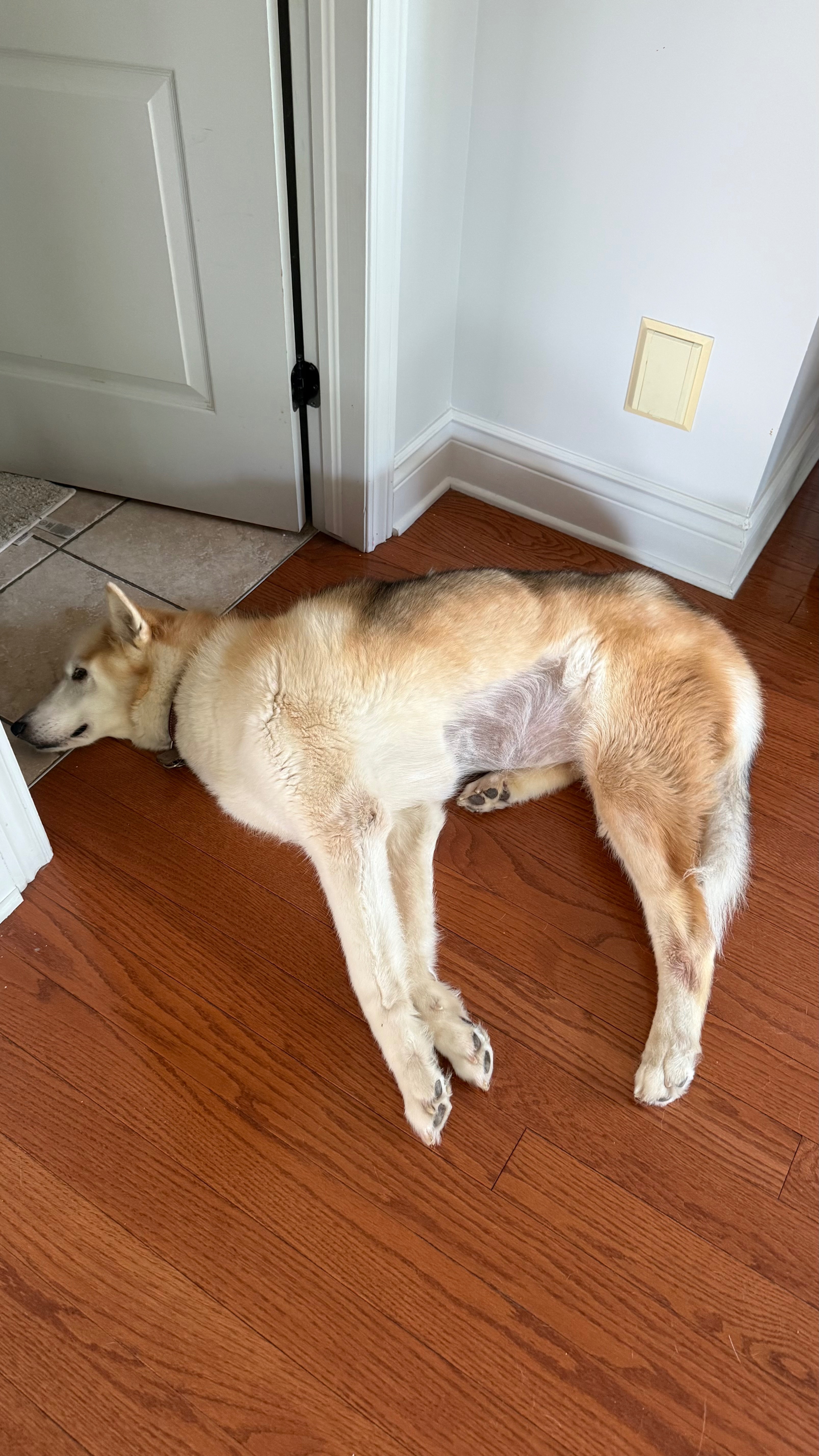 Mickye’s emergency tumor surgery campaign photo, 7 of 7