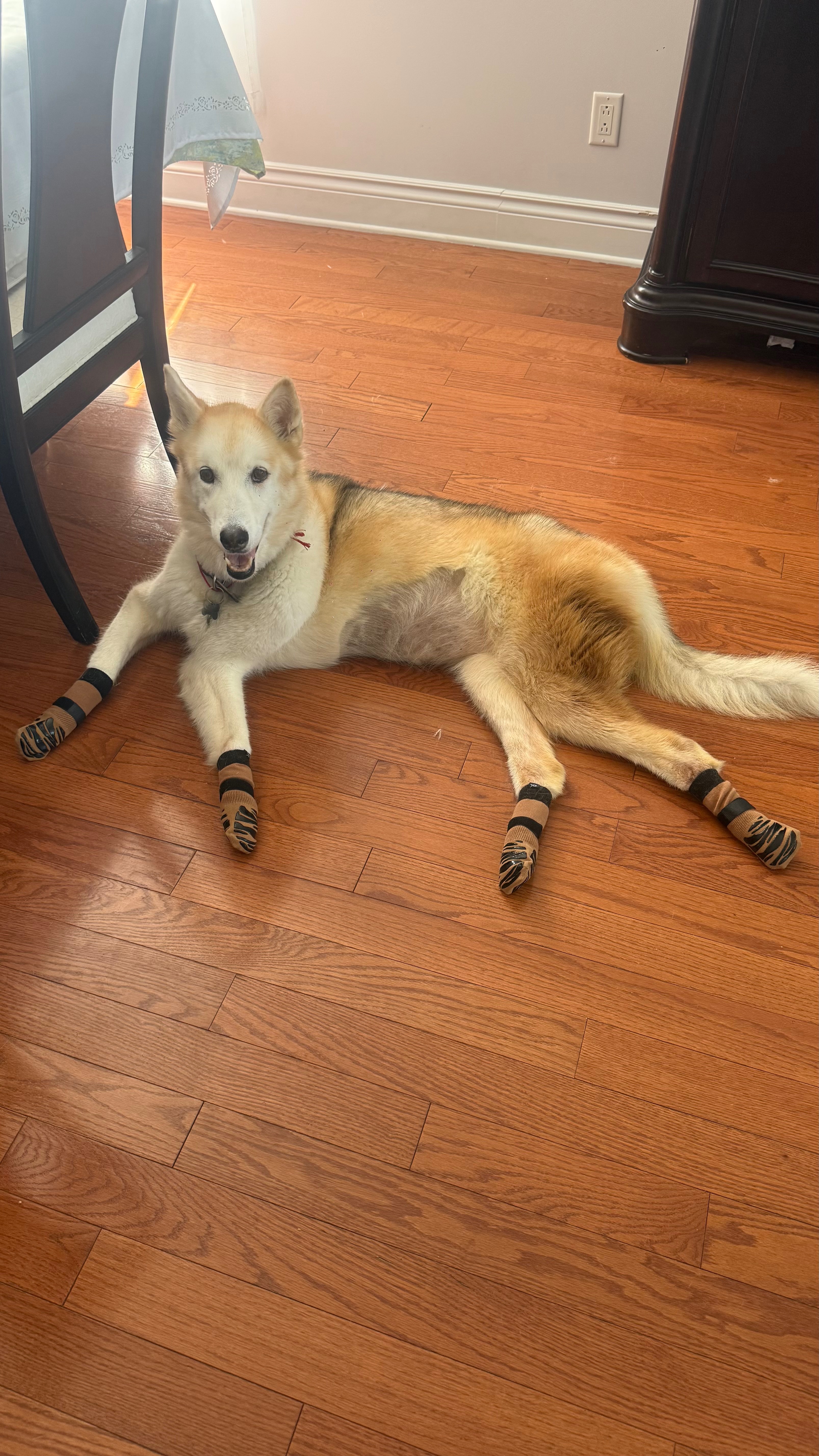 Mickye’s emergency tumor surgery campaign photo, 4 of 7