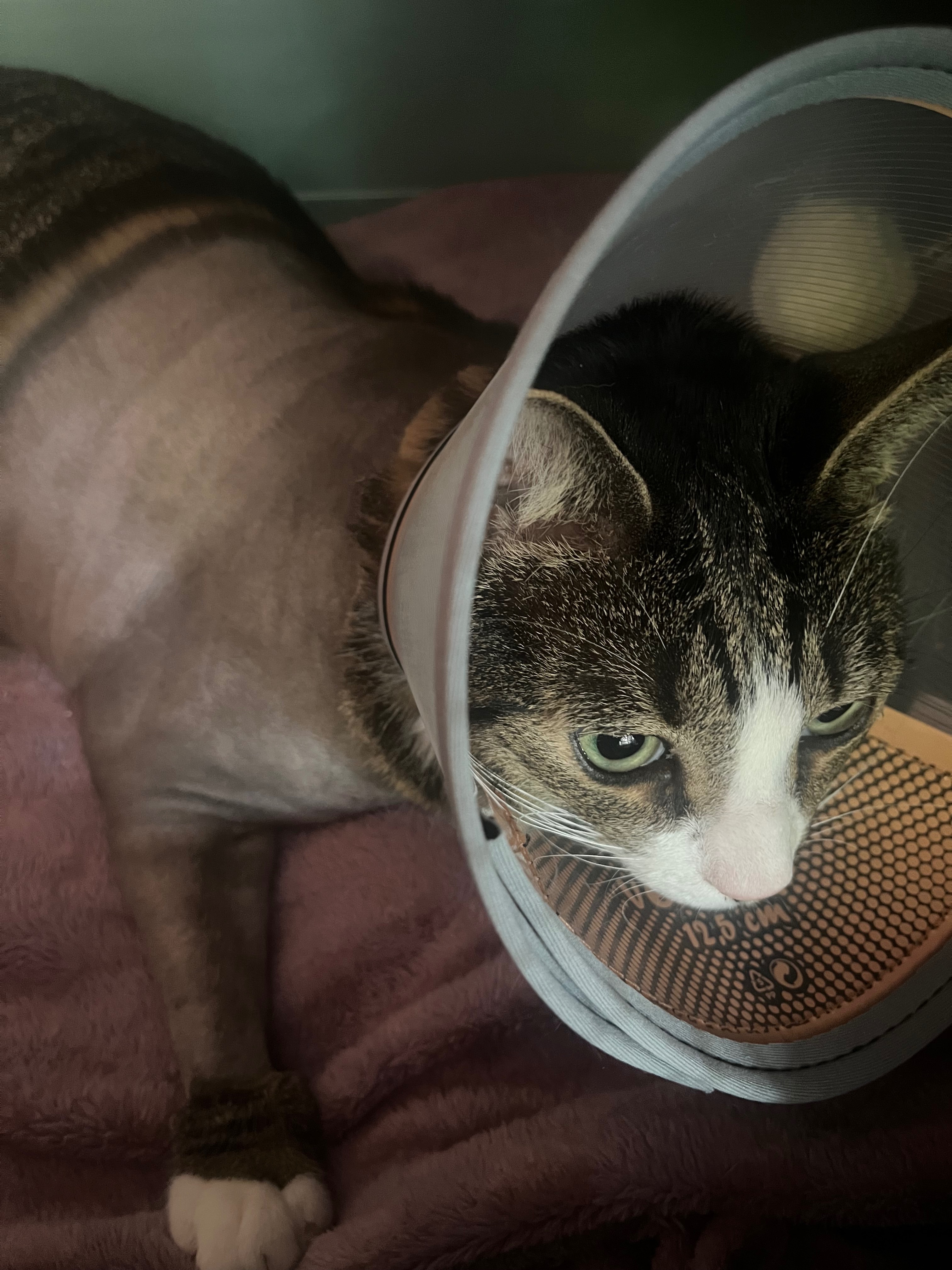 Mein Kater Pablo campaign photo, 6 of 8
