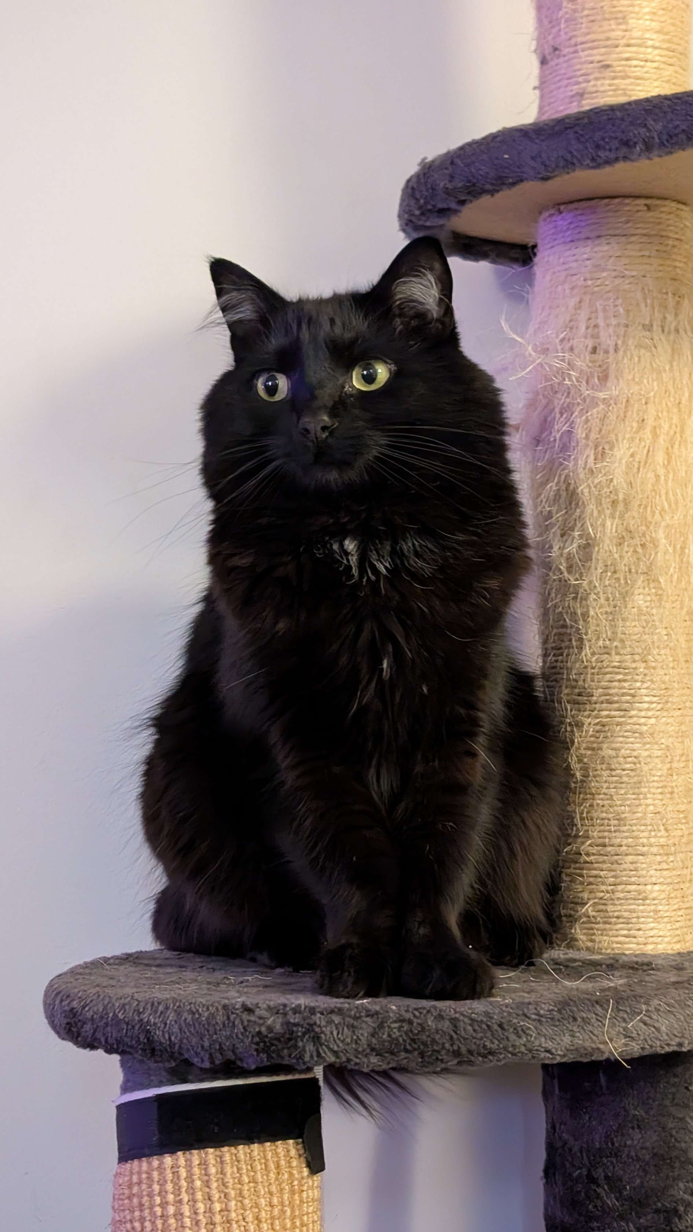 Help Boris with his emergency vet bills! campaign photo, 7 of 8