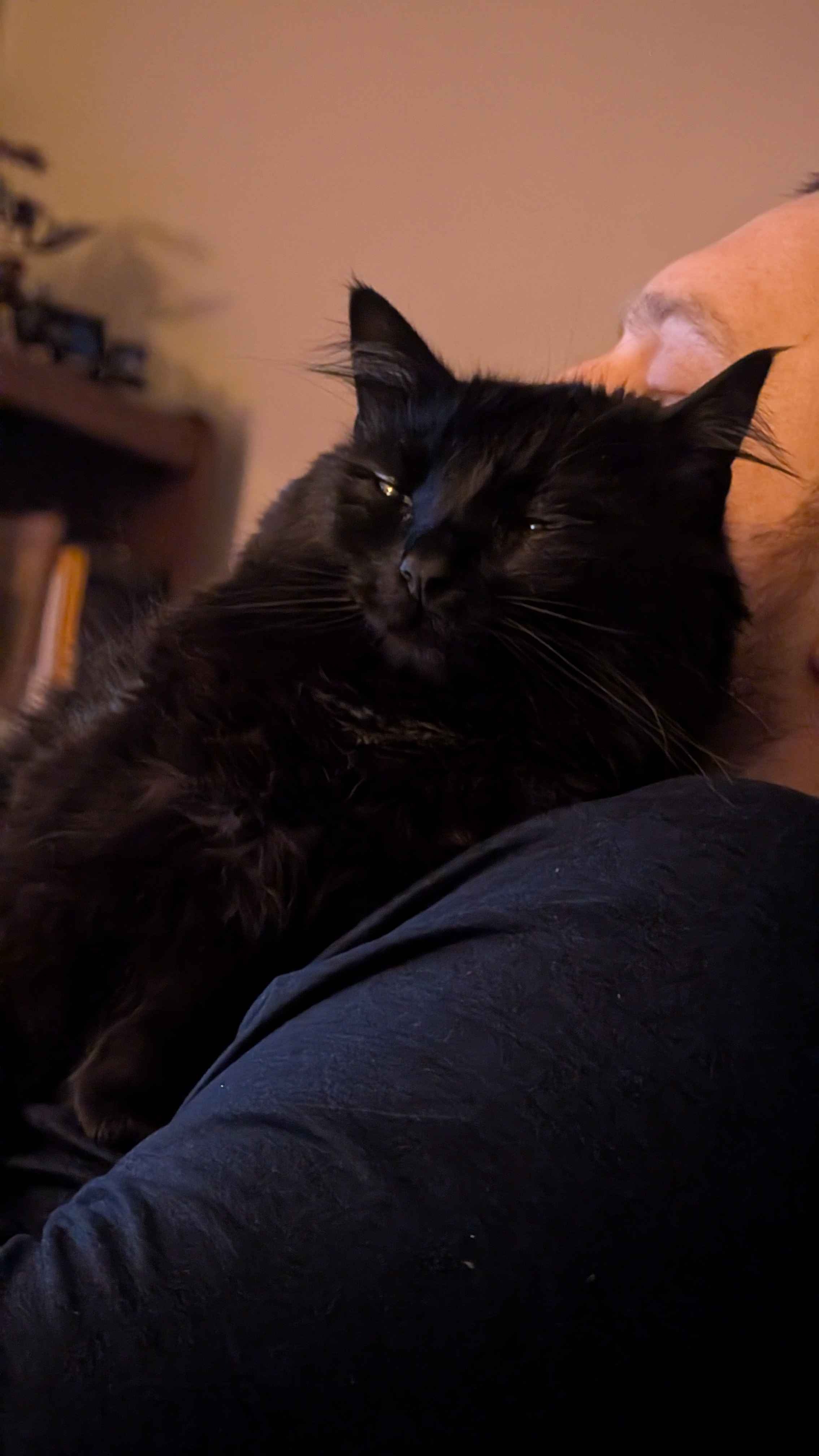 Help Boris with his emergency vet bills! campaign photo, 2 of 8