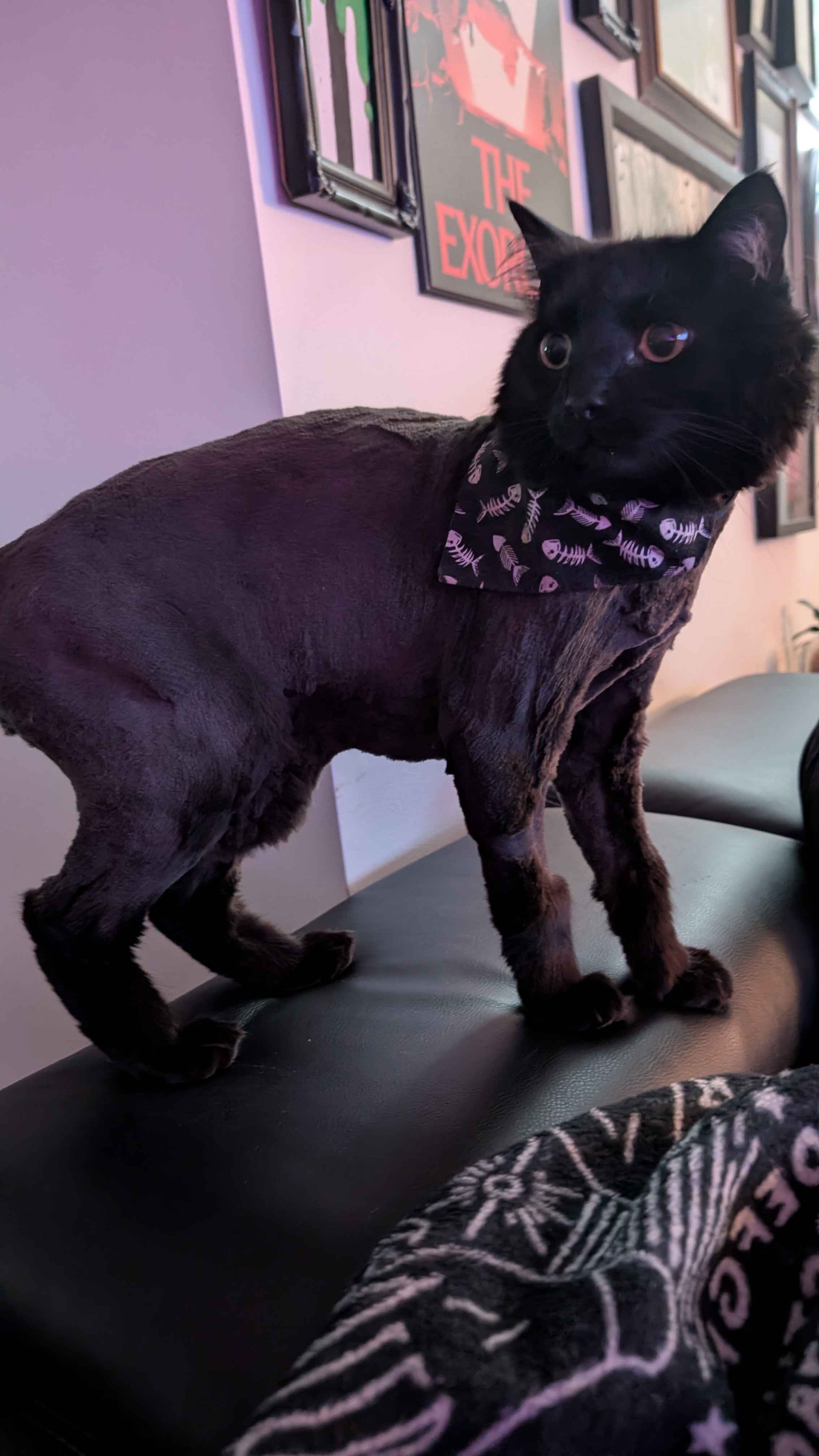 Help Boris with his emergency vet bills! campaign photo, 6 of 8