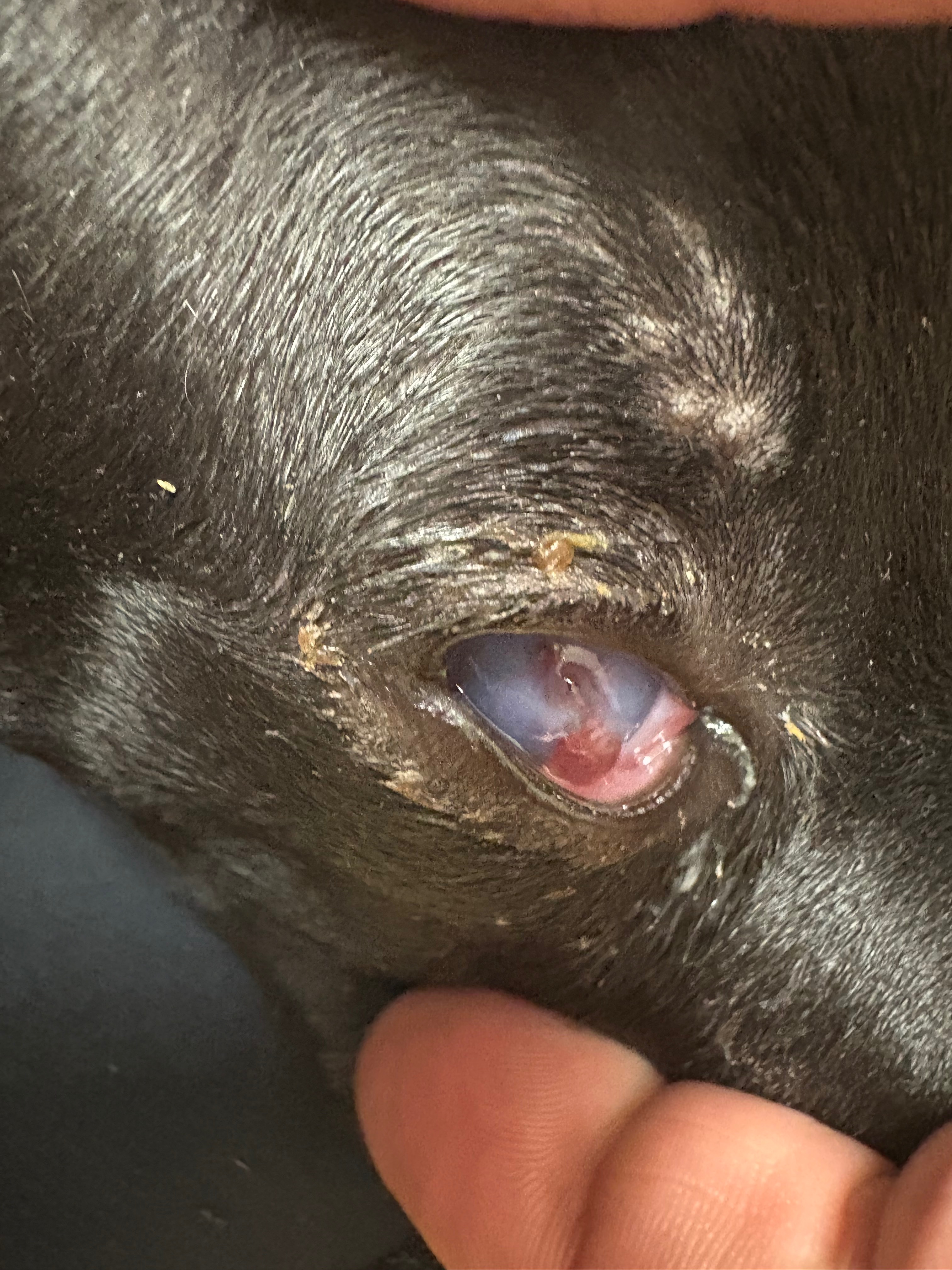 Support Ella's Urgent Eye Surgery campaign photo, 6 of 7