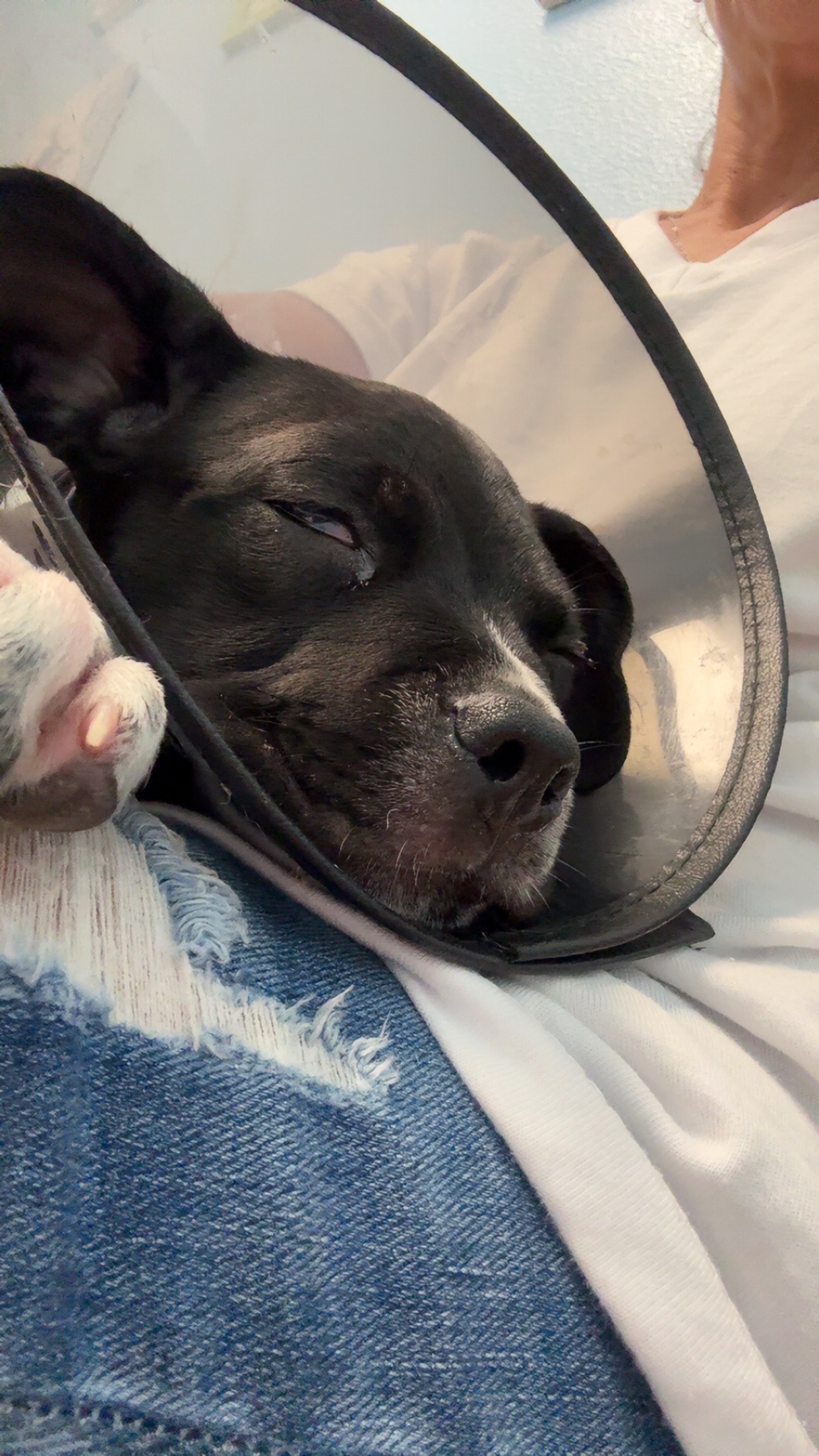 Support Ella's Urgent Eye Surgery campaign photo, 2 of 7