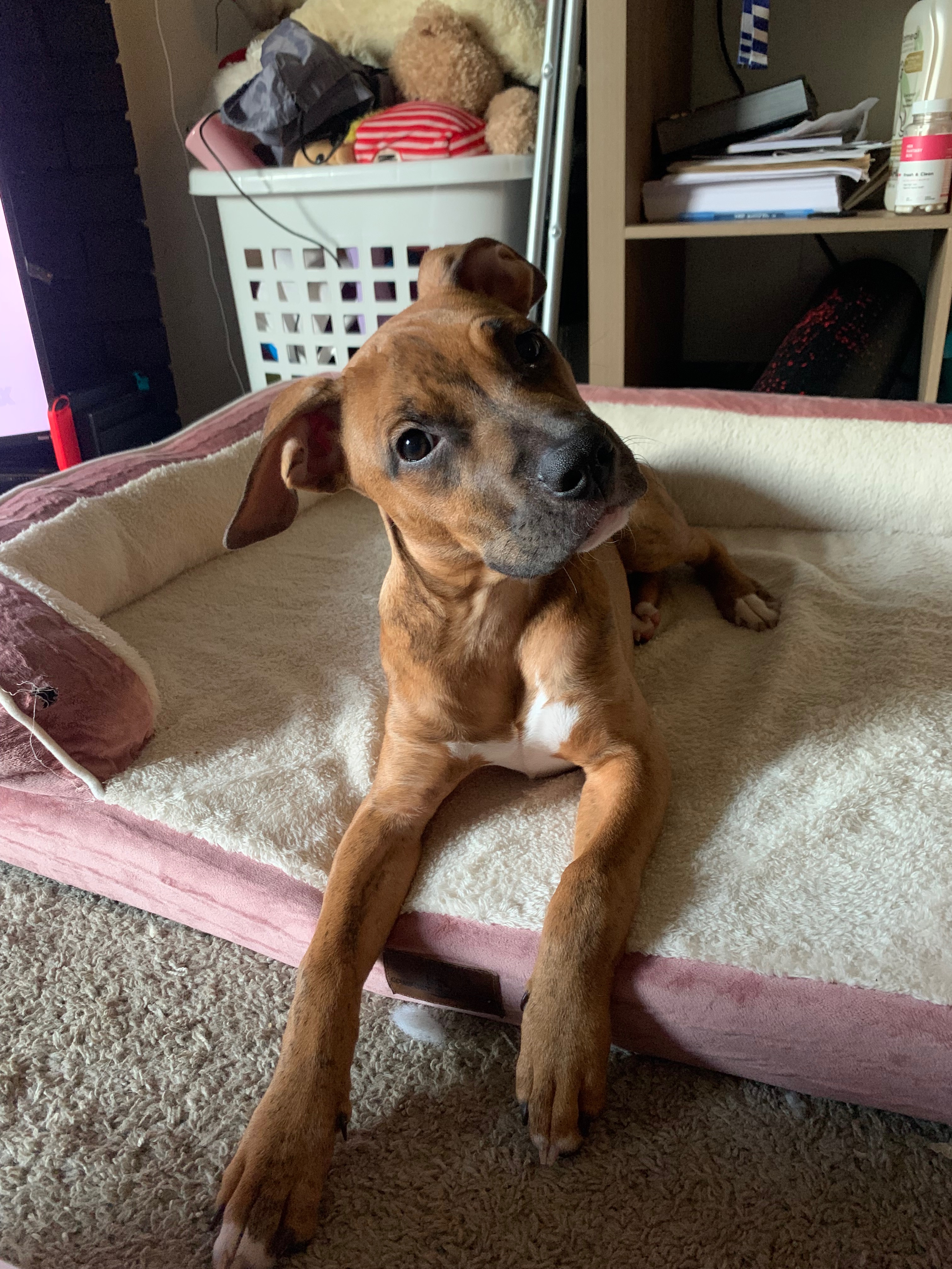 Help Chiquita Walk Again: Surgery Needed campaign photo, 2 of 4