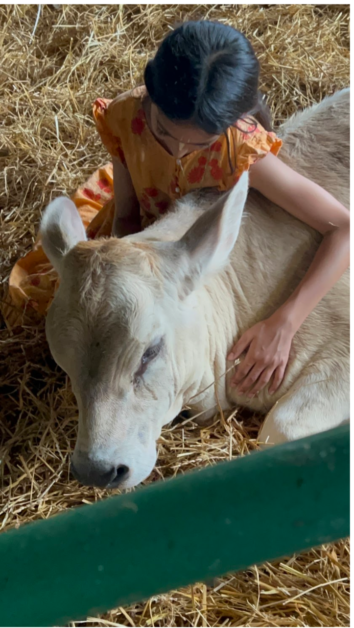 Support Visakha's Mission to Rescue Calves campaign photo, 7 of 8