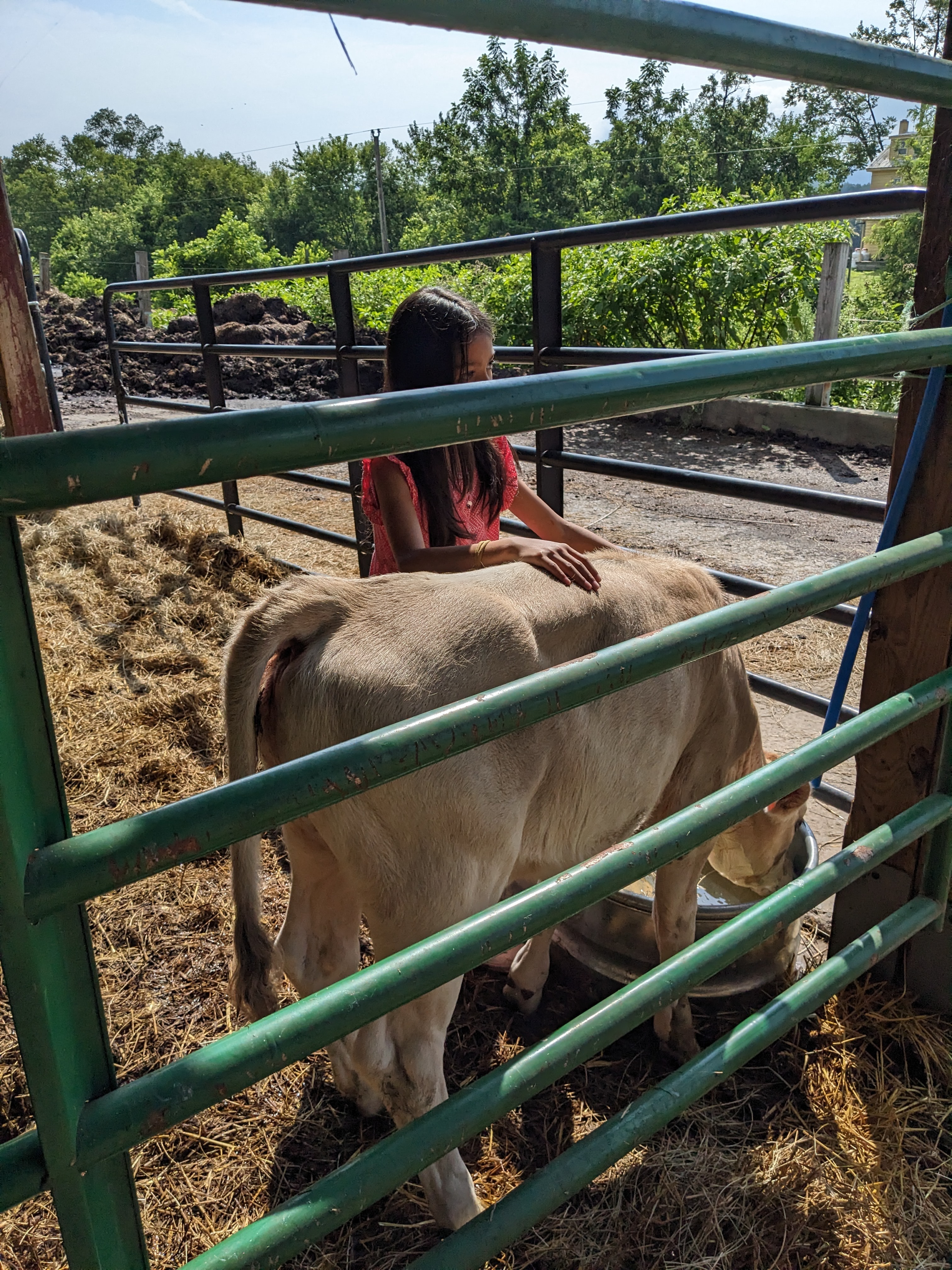 Support Visakha's Mission to Rescue Calves campaign photo, 2 of 8