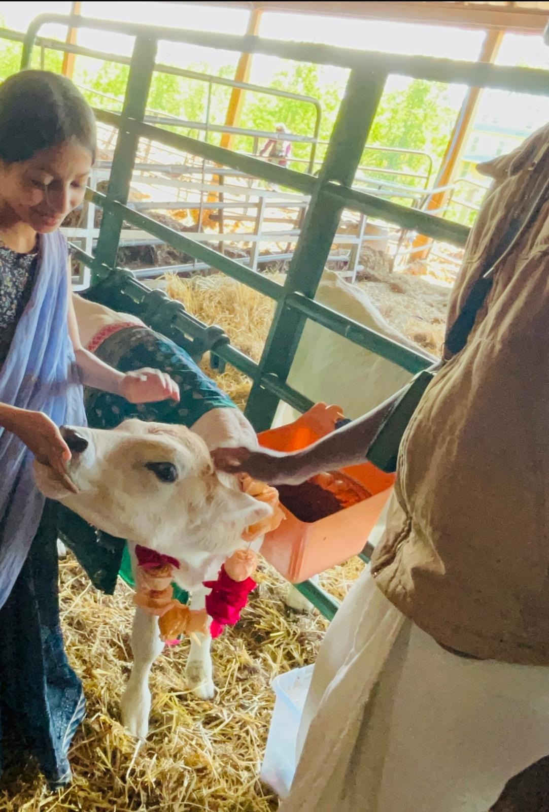 Support Visakha's Mission to Rescue Calves campaign photo, 4 of 8