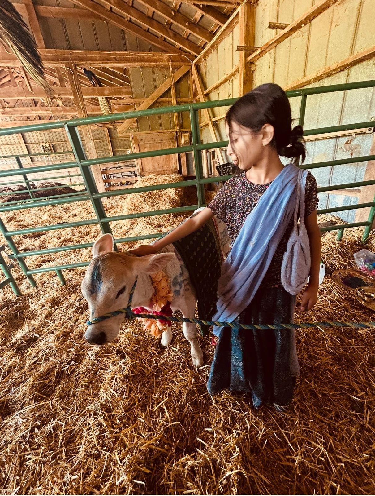 Support Visakha's Mission to Rescue Calves campaign photo, 6 of 8