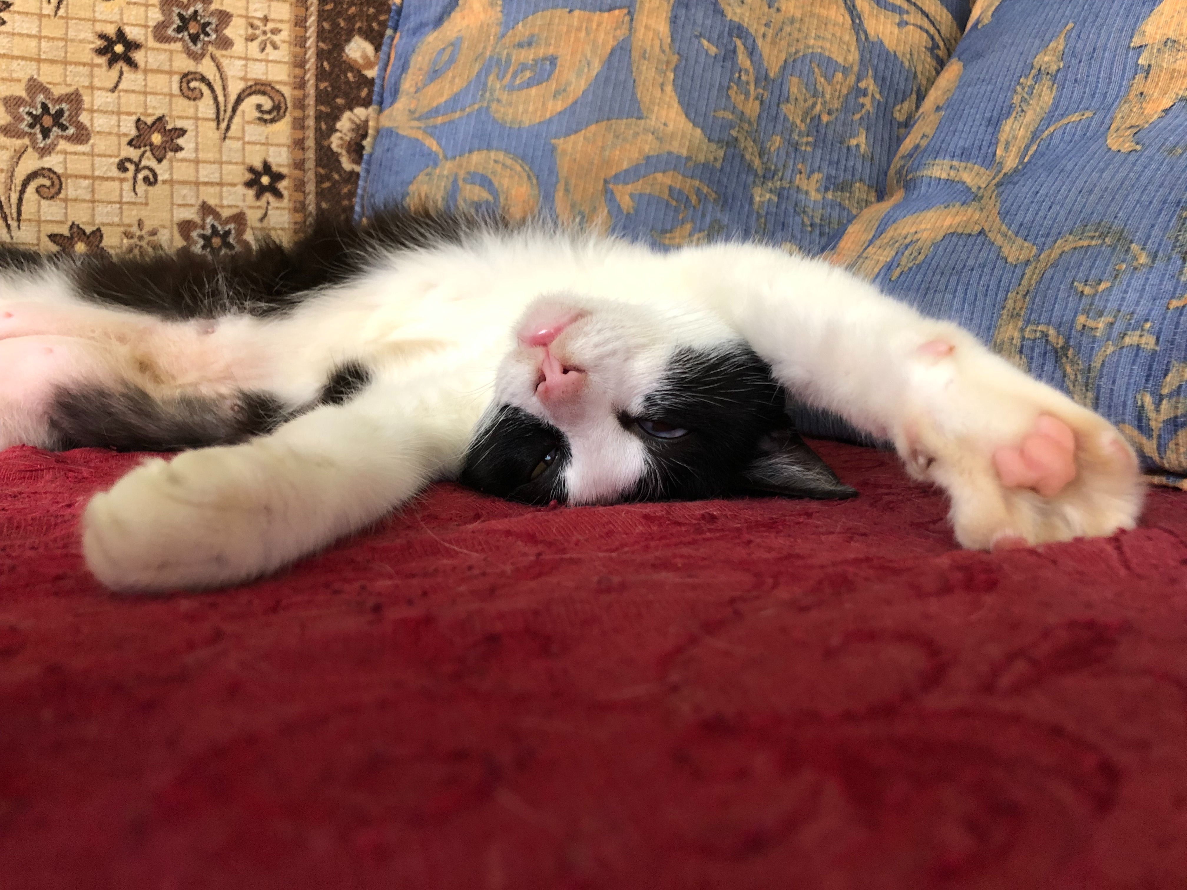 Support Artemis Joy Kittahn’s Cancer Surgery campaign photo, 5 of 8