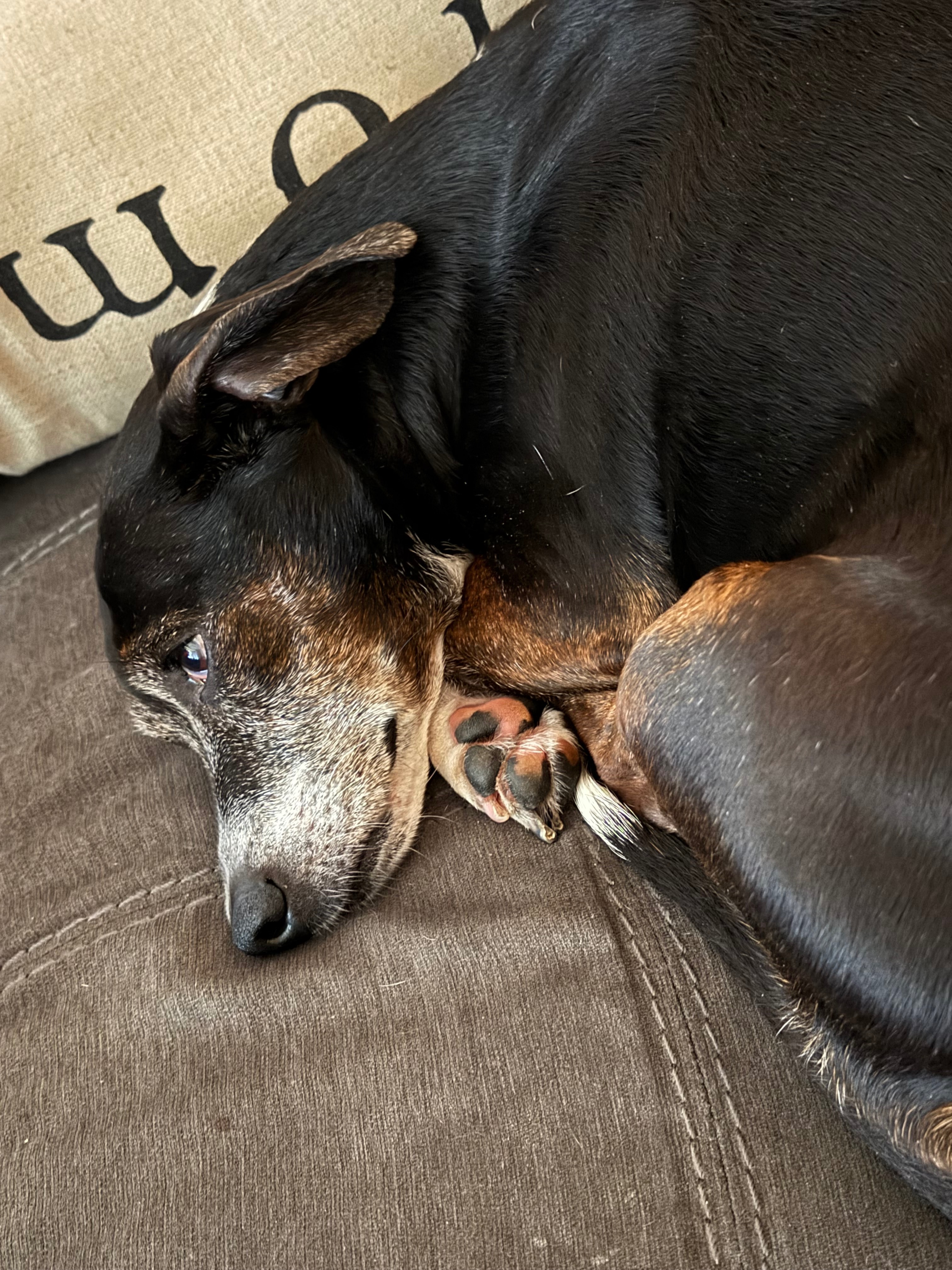 Restore Lucy's Joy: Donate for Her Surgery campaign photo, 5 of 6