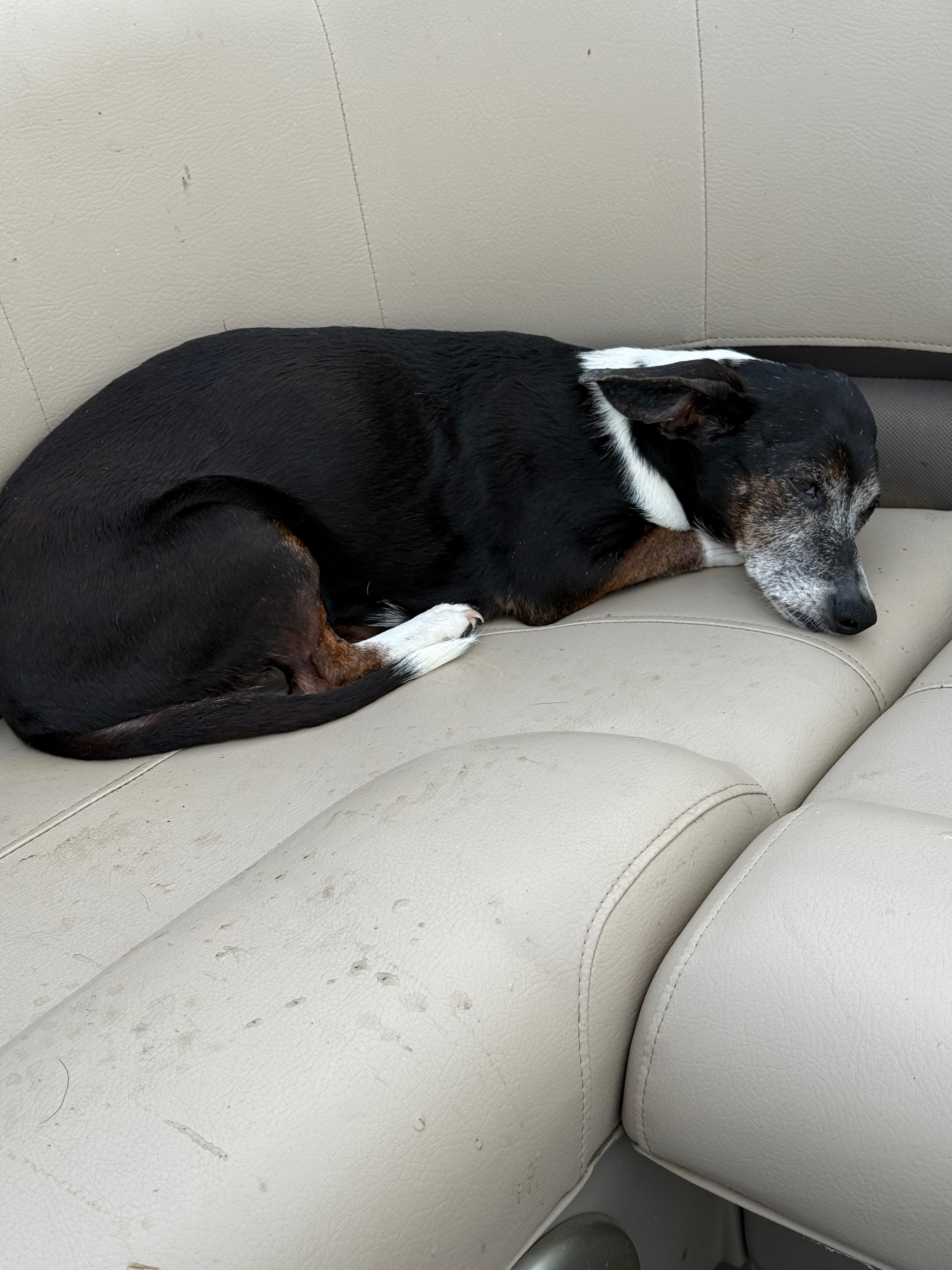 Restore Lucy's Joy: Donate for Her Surgery campaign photo, 2 of 6