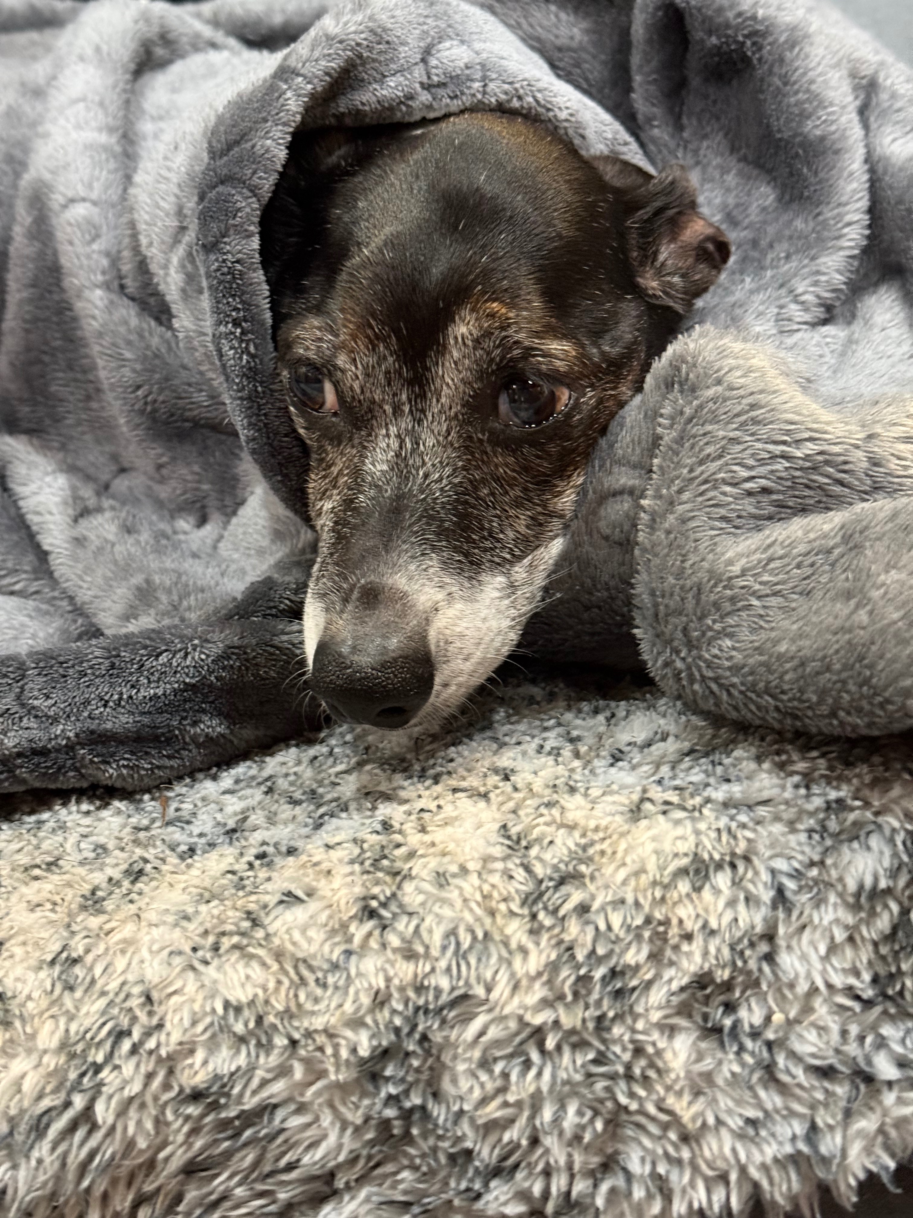 Restore Lucy's Joy: Donate for Her Surgery campaign photo, 4 of 6