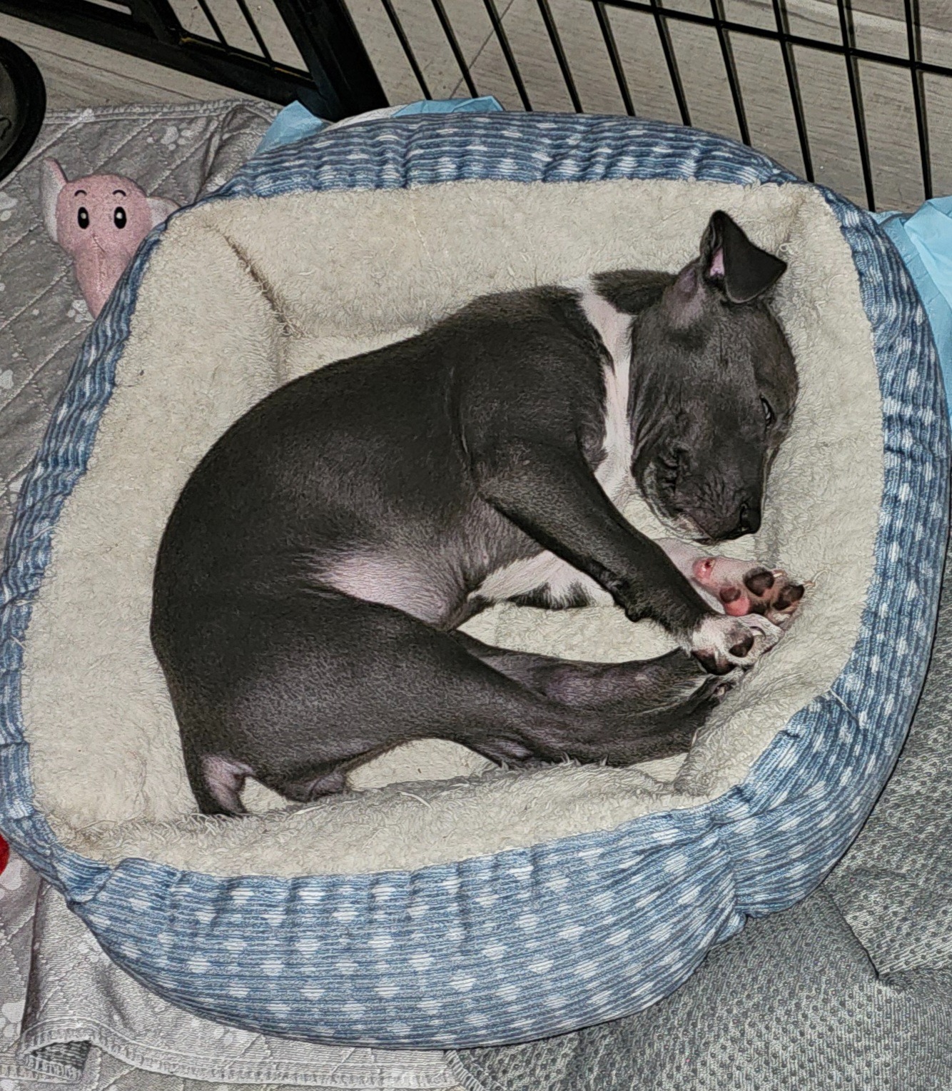 Help Blue Recover from Sock Mishap campaign photo, 2 of 8