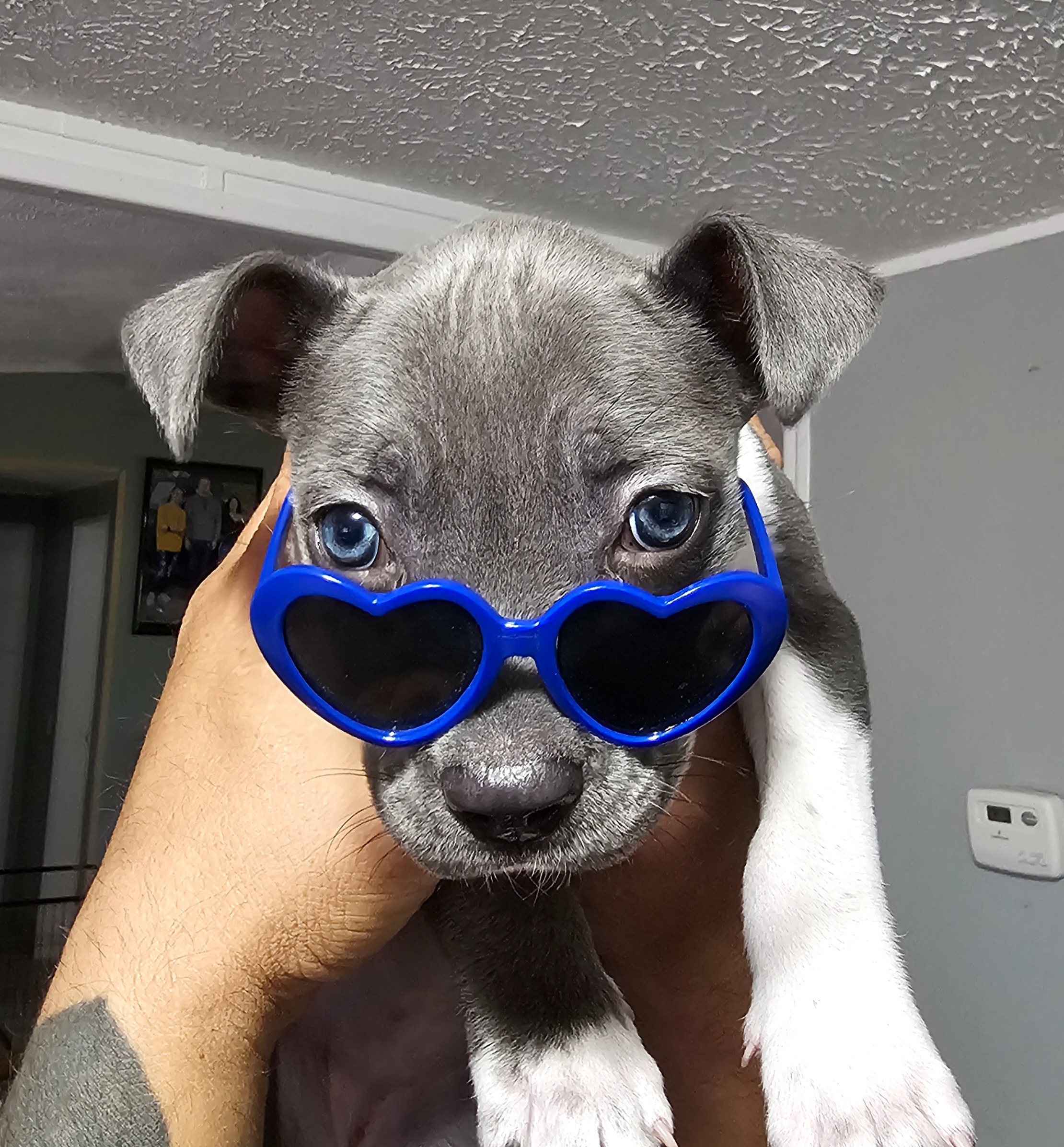 Help Blue Recover from Sock Mishap campaign photo, 4 of 8