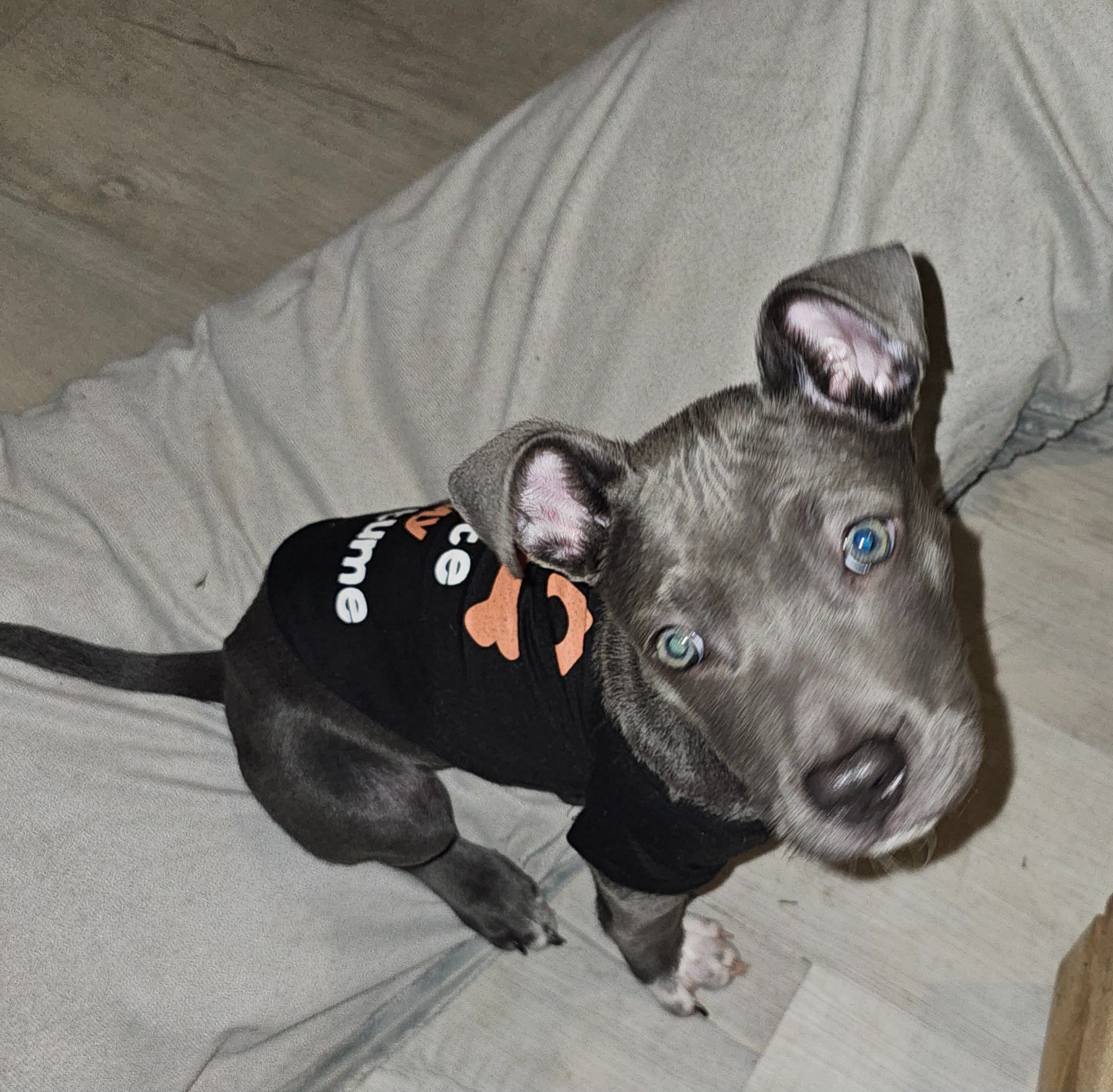 Help Blue Recover from Sock Mishap campaign photo, 5 of 8