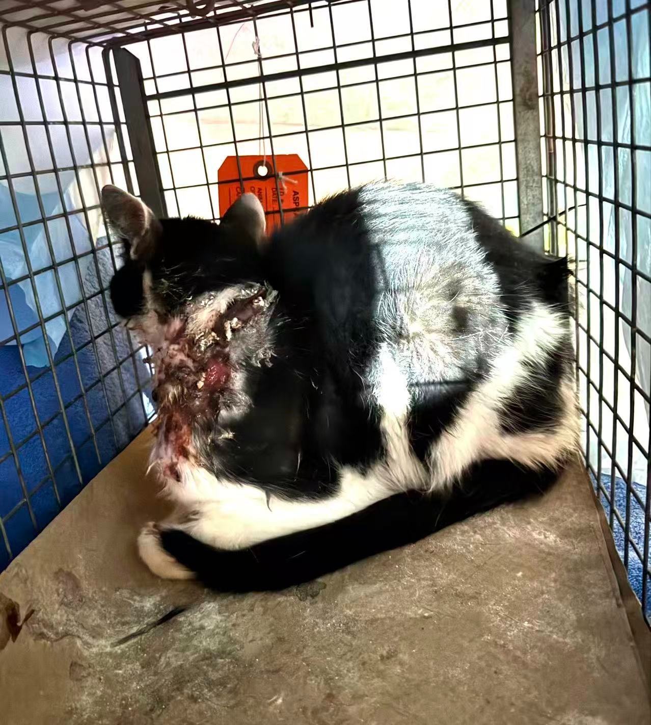 一起帮助Lucky治疗颈伤 Join Us in Healing Lucky's Neck Wounds campaign photo, 7 of 8