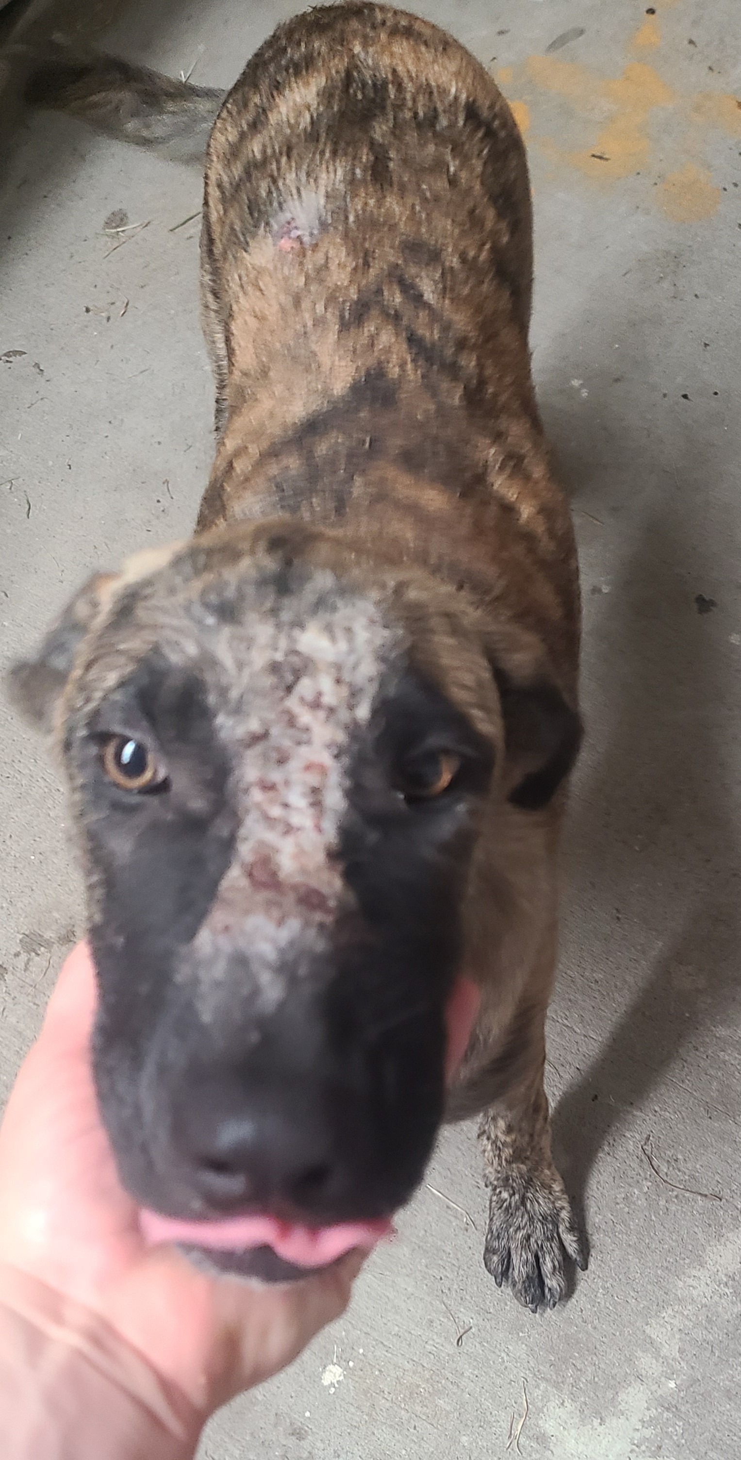 Save This Sweet Boy from Euthanasia campaign photo, 7 of 8
