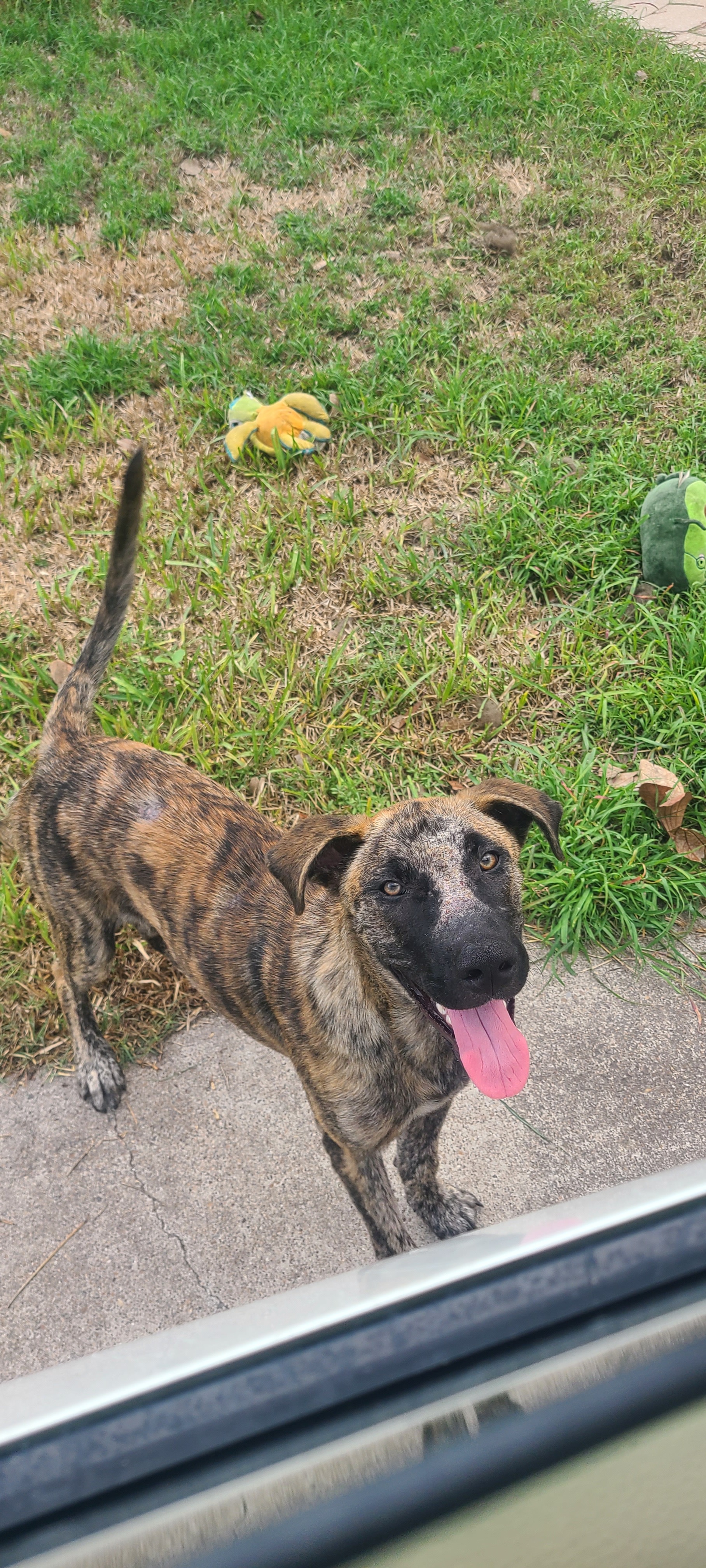 Save This Sweet Boy from Euthanasia campaign photo, 4 of 8