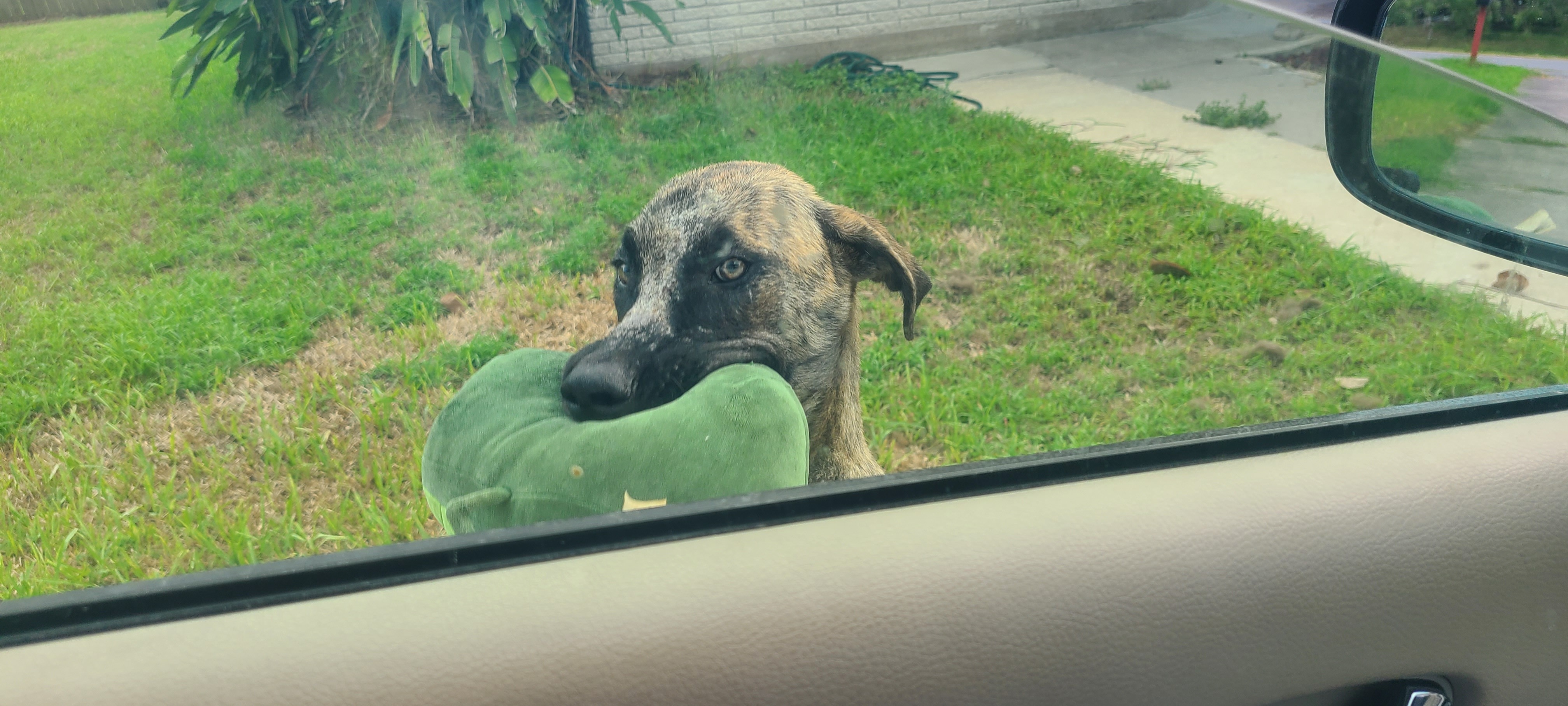Save This Sweet Boy from Euthanasia campaign photo, 5 of 8