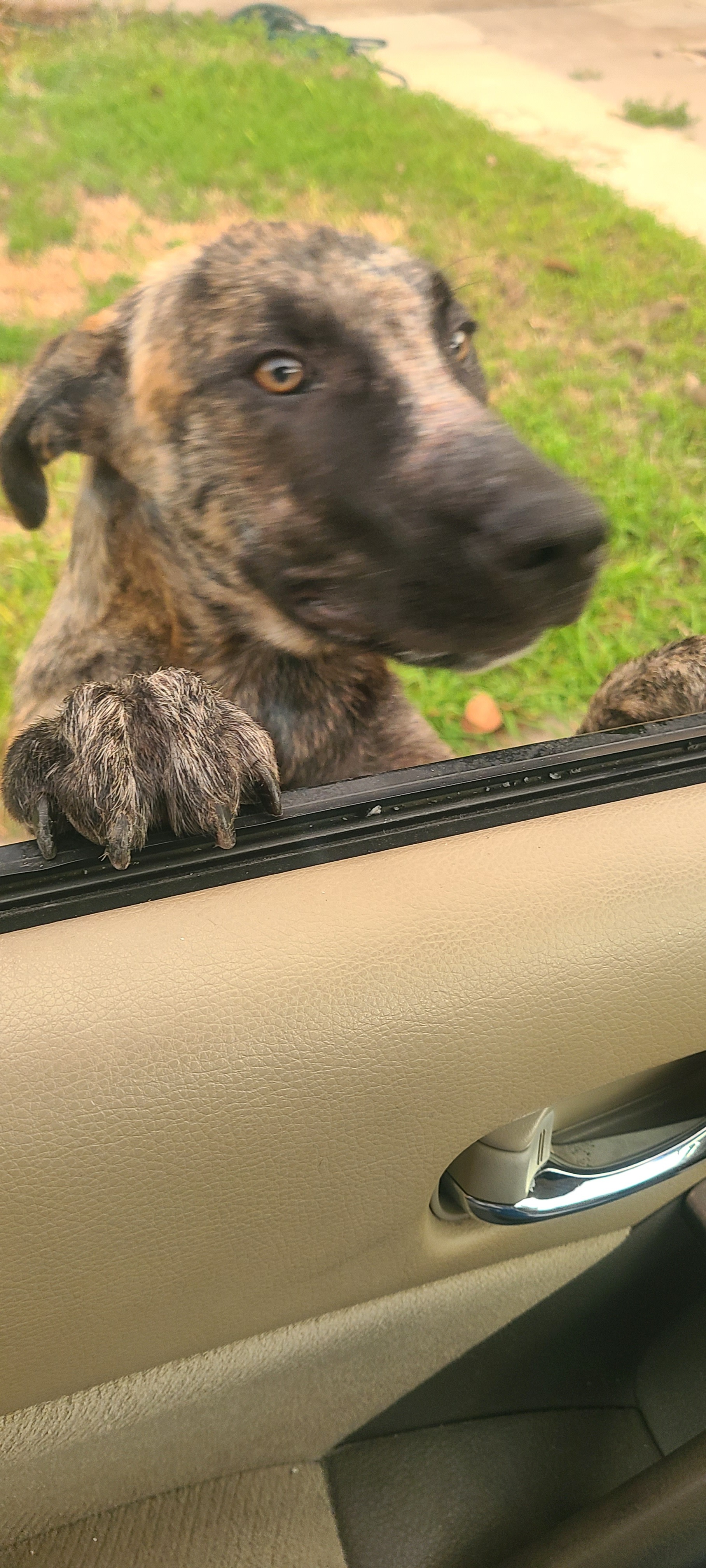 Save This Sweet Boy from Euthanasia campaign photo, 6 of 8