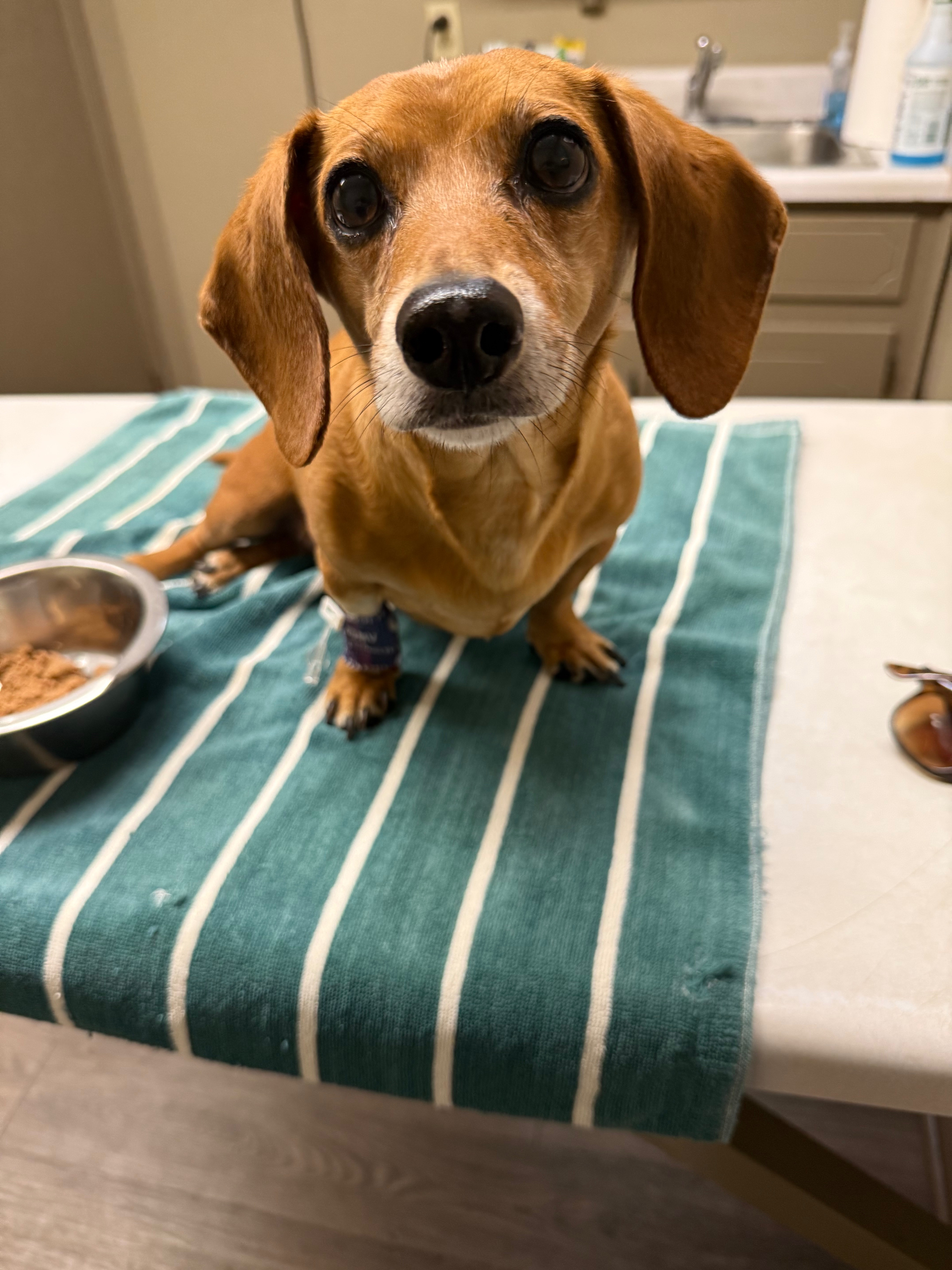 Help Rascal Walk Again: Urgent Surgery Needed campaign photo, 2 of 3