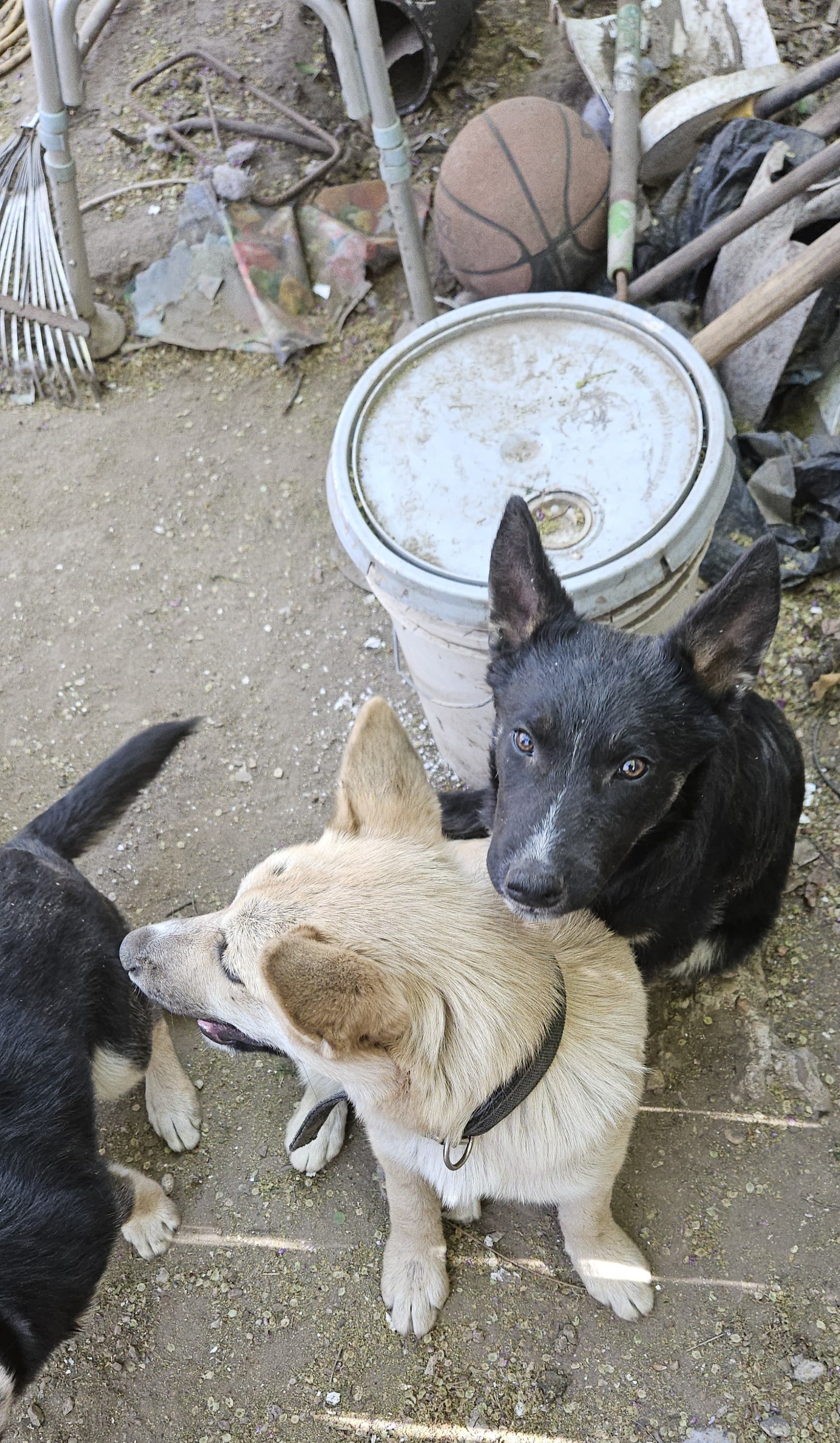 Donate to Cowboy's Life-Changing Hip Surgery campaign photo, 6 of 8