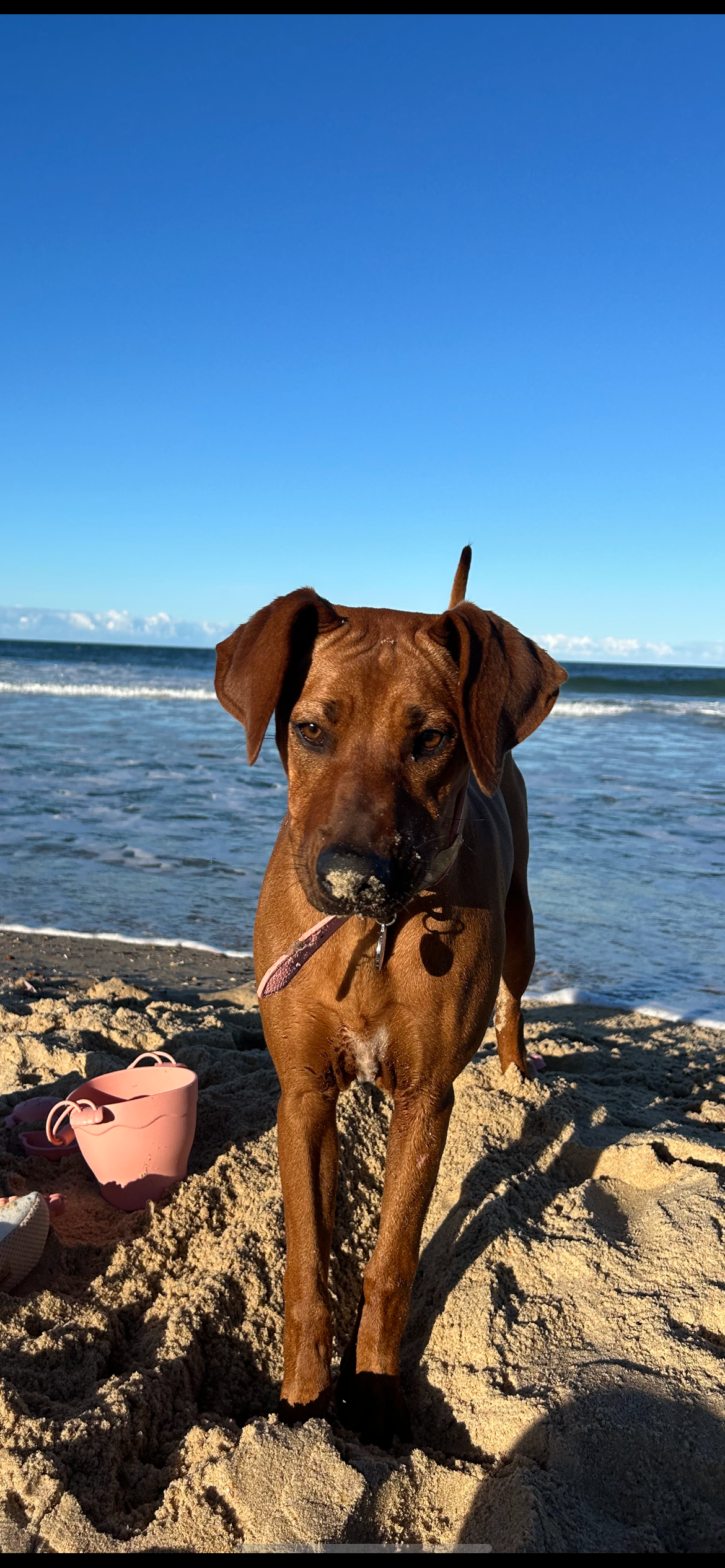 Indi get lifesaving surgery campaign photo, 4 of 5