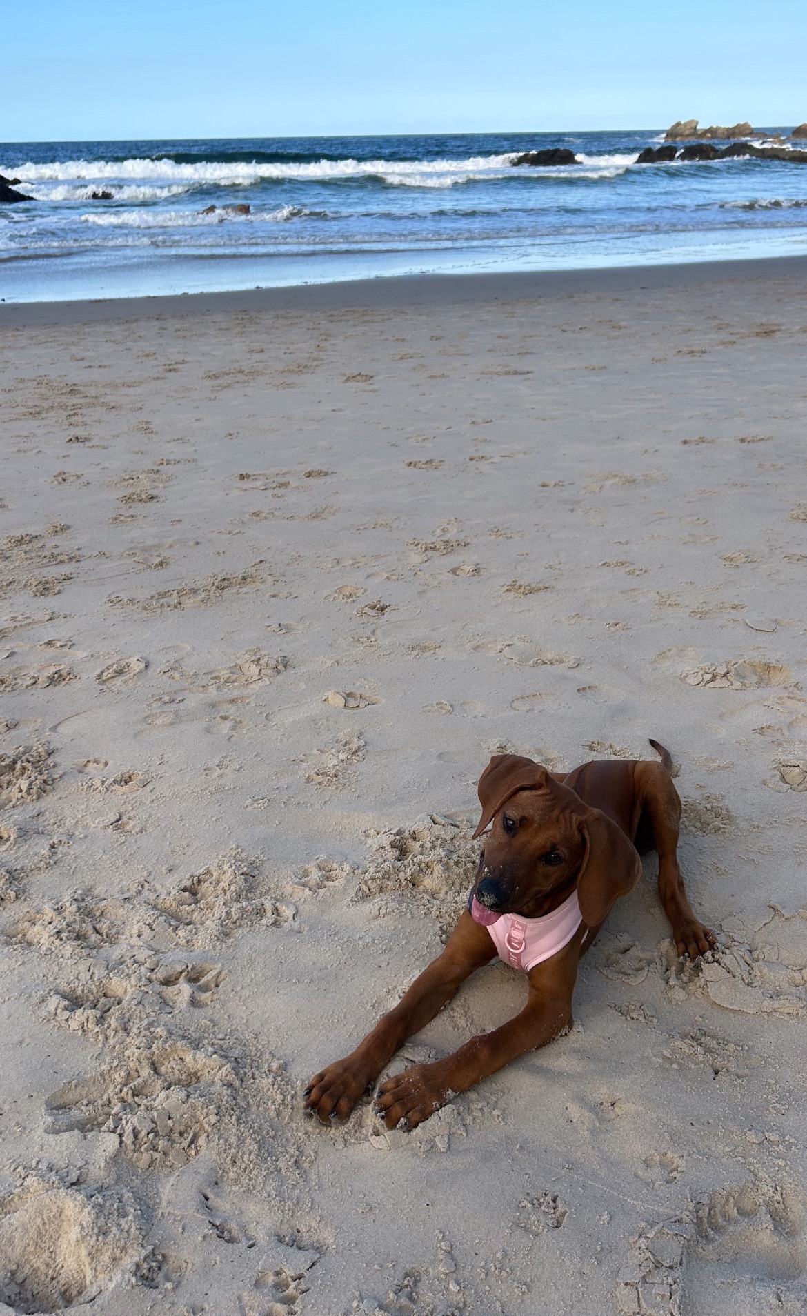 Indi get lifesaving surgery campaign photo, 2 of 5